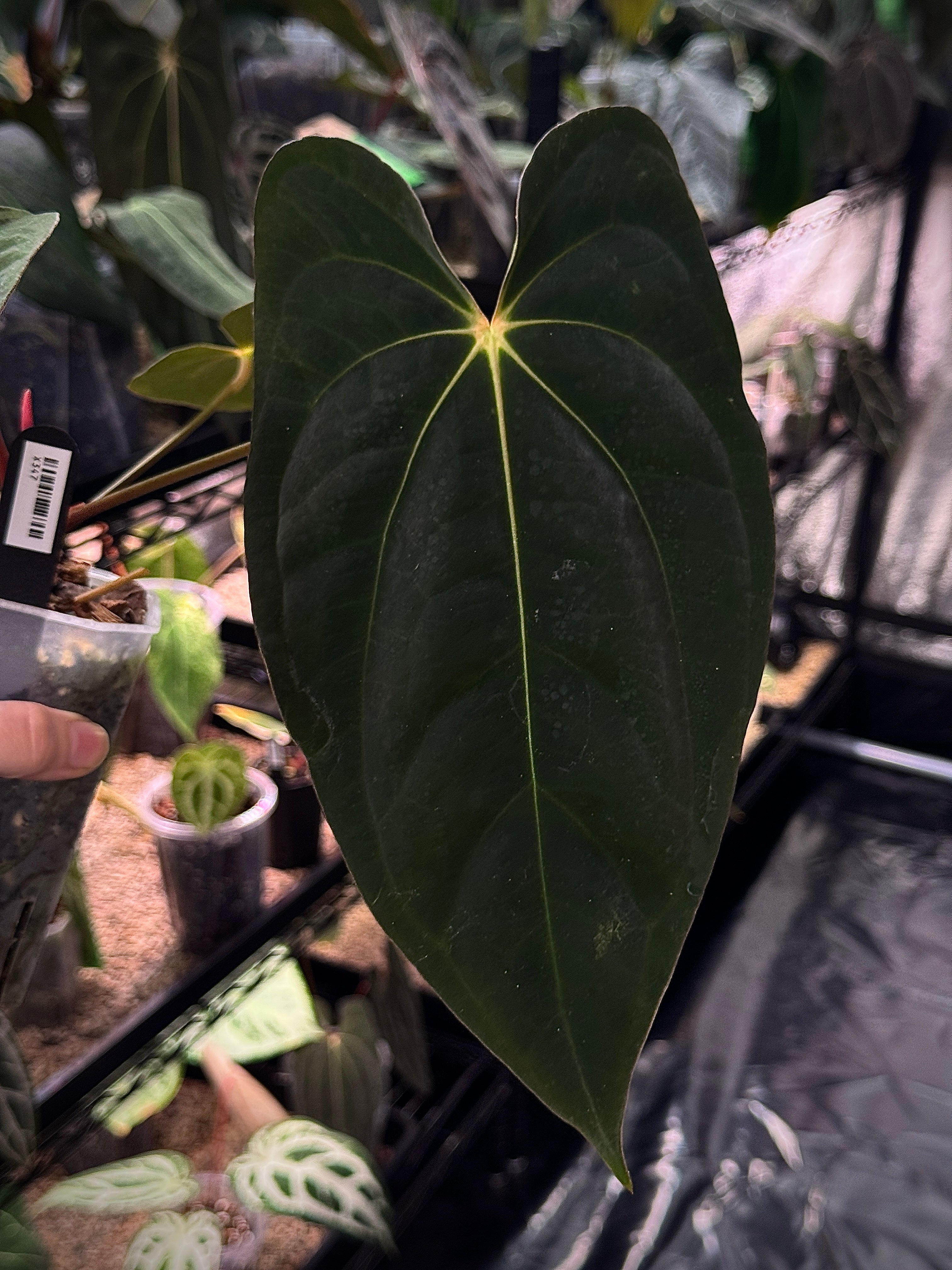 Anthurium 'Widowmaker' (Carlablackiae GPH-001 x BVEP 'Round') x Papillilaminum RA6 - Clone