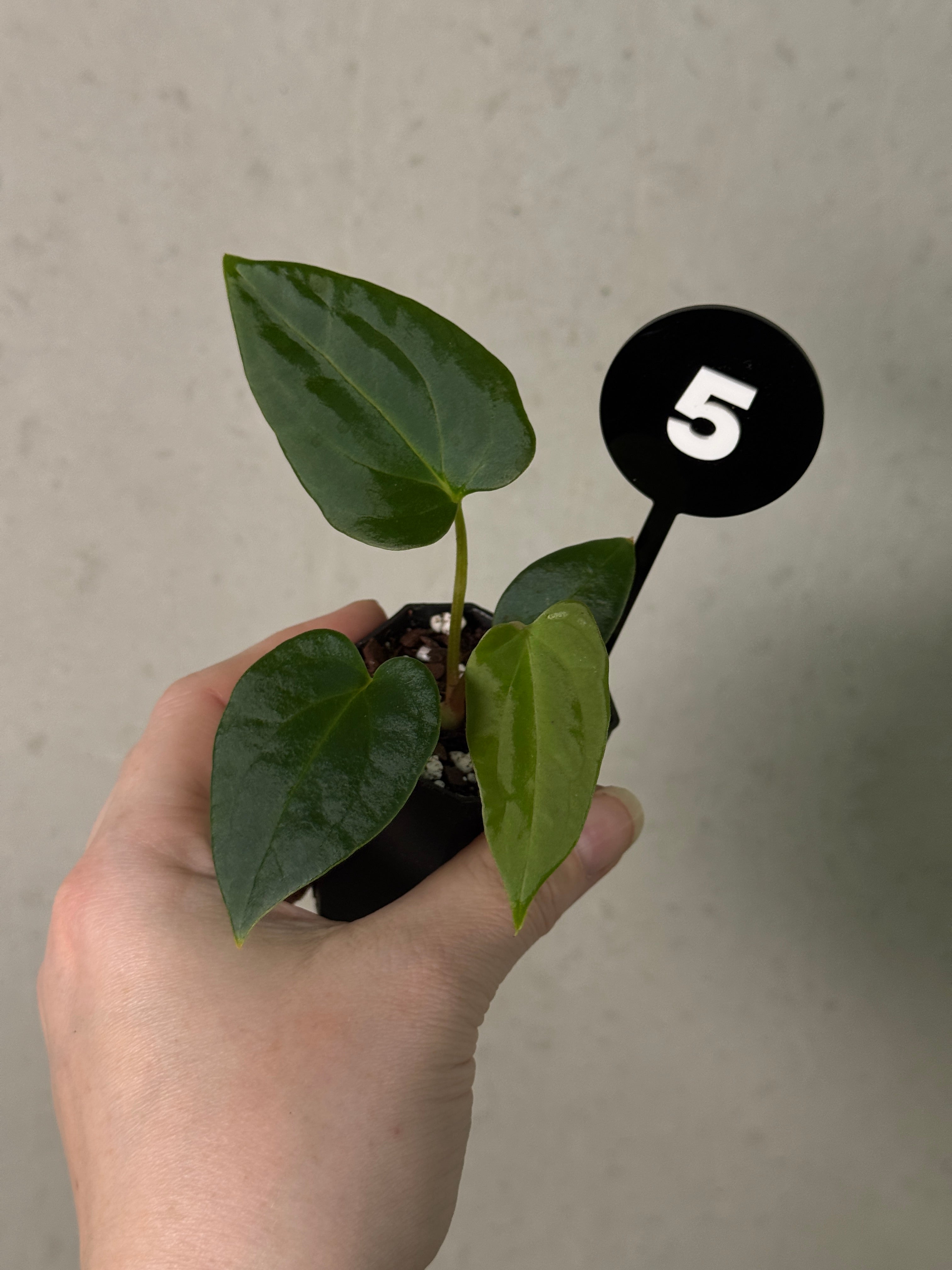 Anthurium (Papillilaminum 'Marie' x 'IL') x (Carlablackiae RD3 x FSxRL ‘Grim Reaper’)