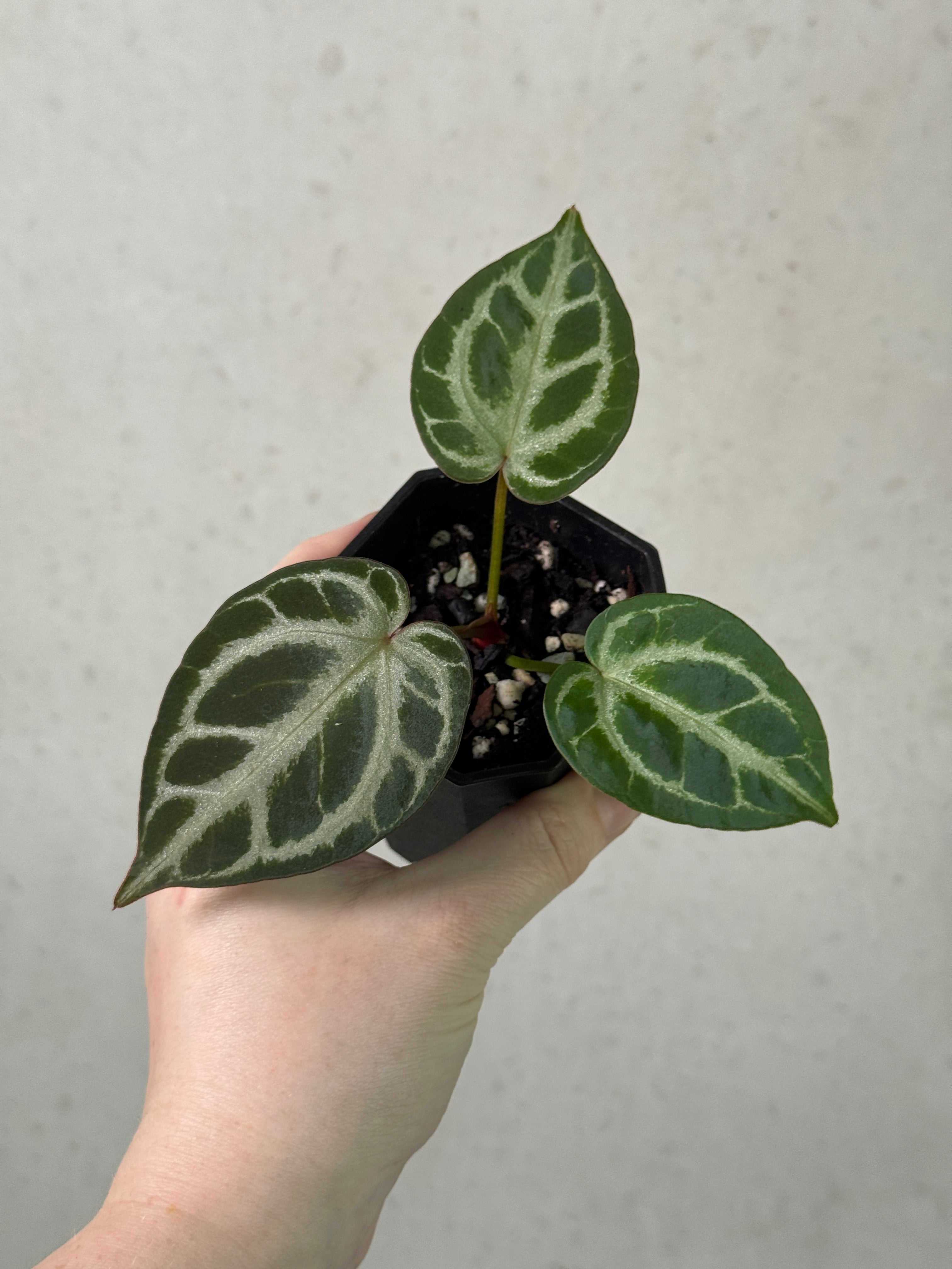 Red Anthurium Crystal Blush plant clone, vibrant foliage and glossy leaves, from All The Plant Babies.
