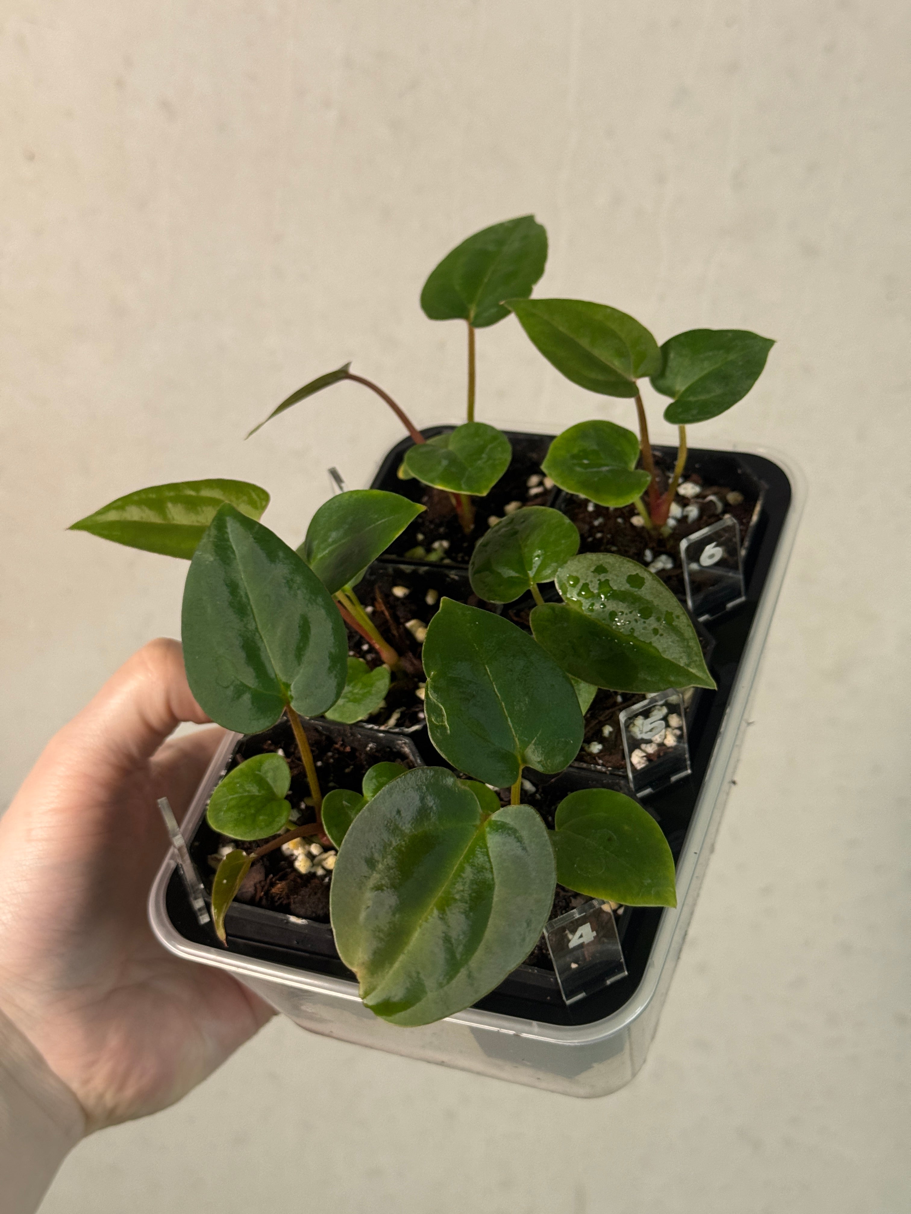 Anthurium Fort Sherman x open