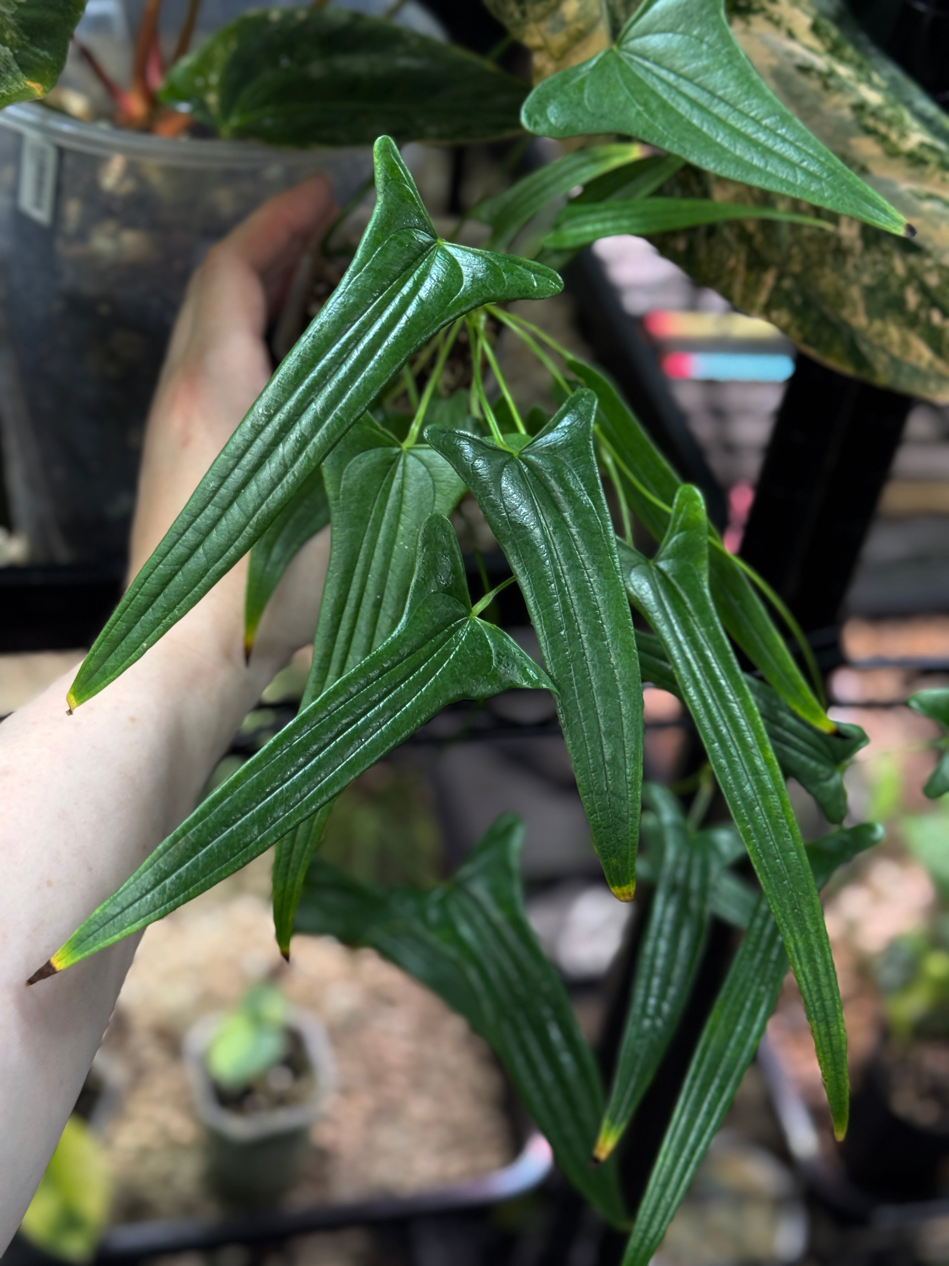 Healthy Dioscorea 'Narrow Leaf' plant from SMUKHI, showcasing its slender green leaves and lush growth.
