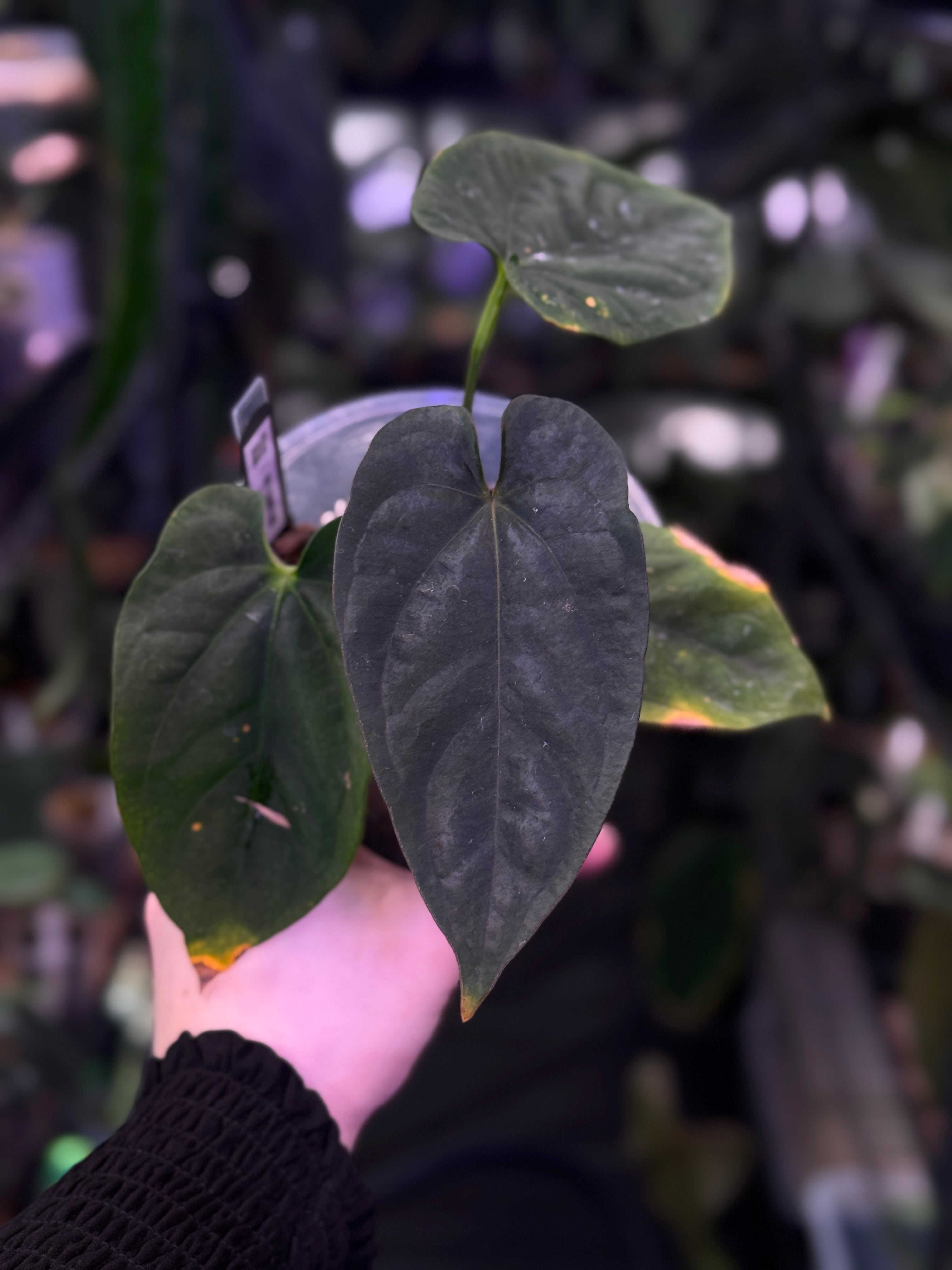 Anthurium RG Dressleri F2 ‘Dre’ x F1 ‘Ivy’