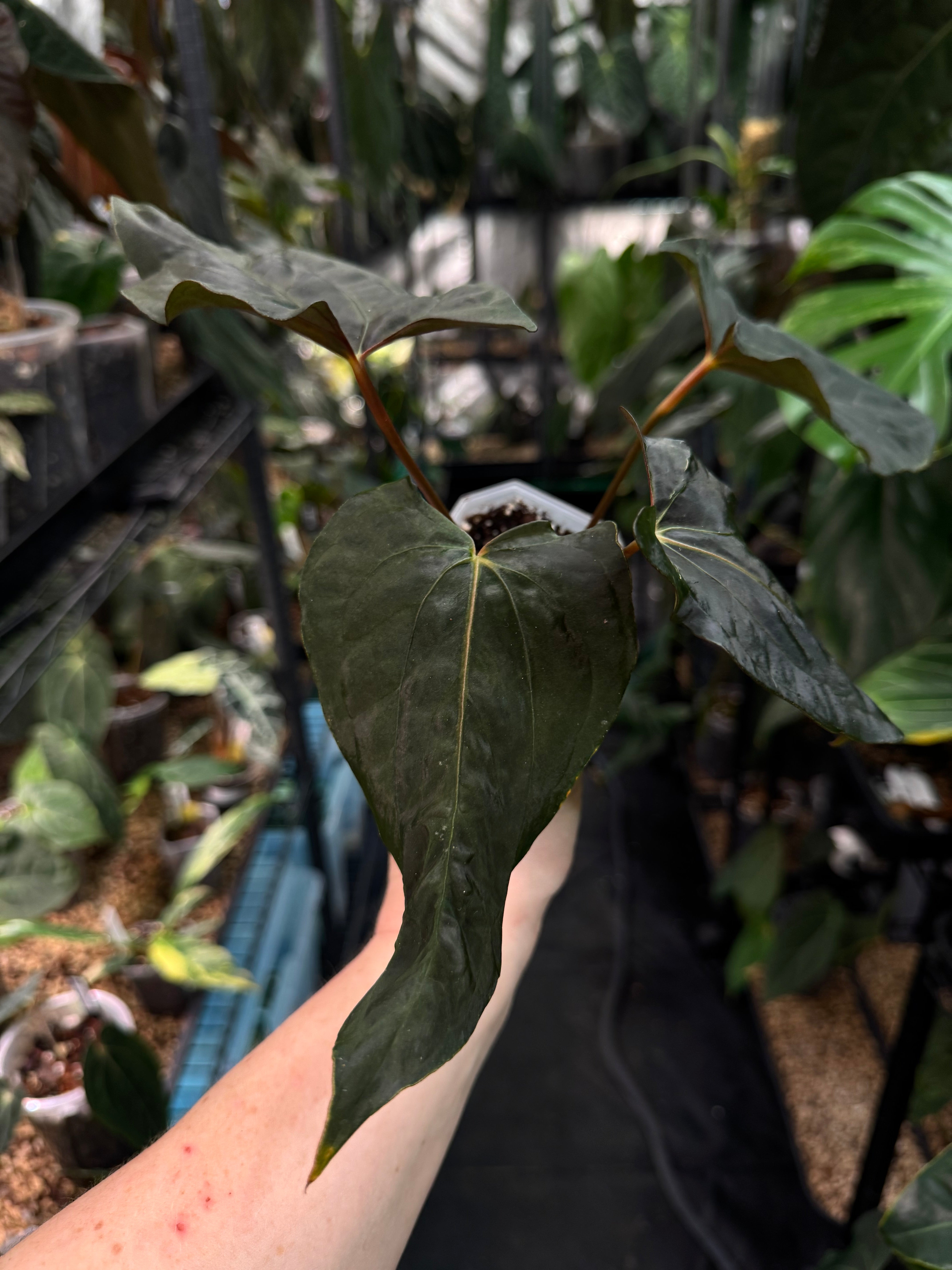 Anthurium Ralph Lynam x self