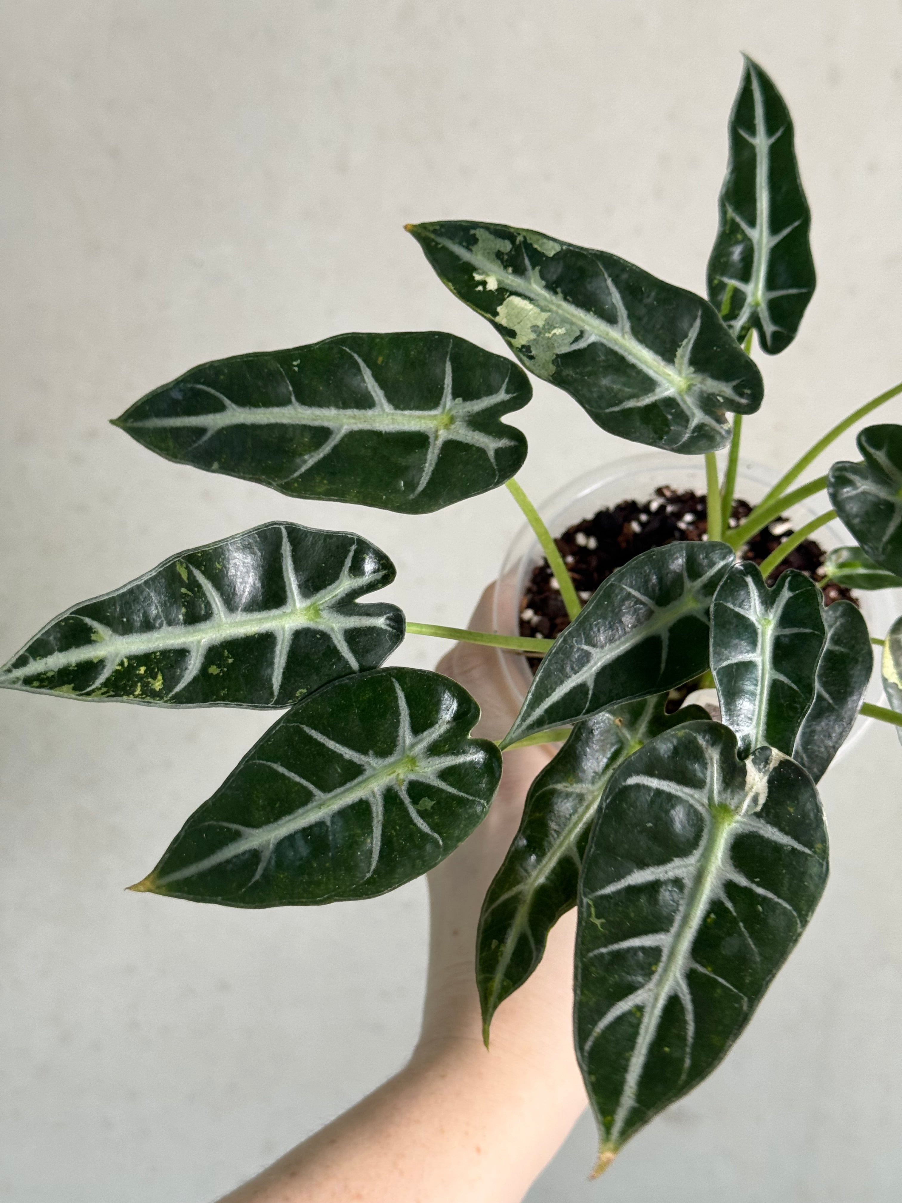 Alocasia Bambino Variegata (Low Var.) - SMUKHI