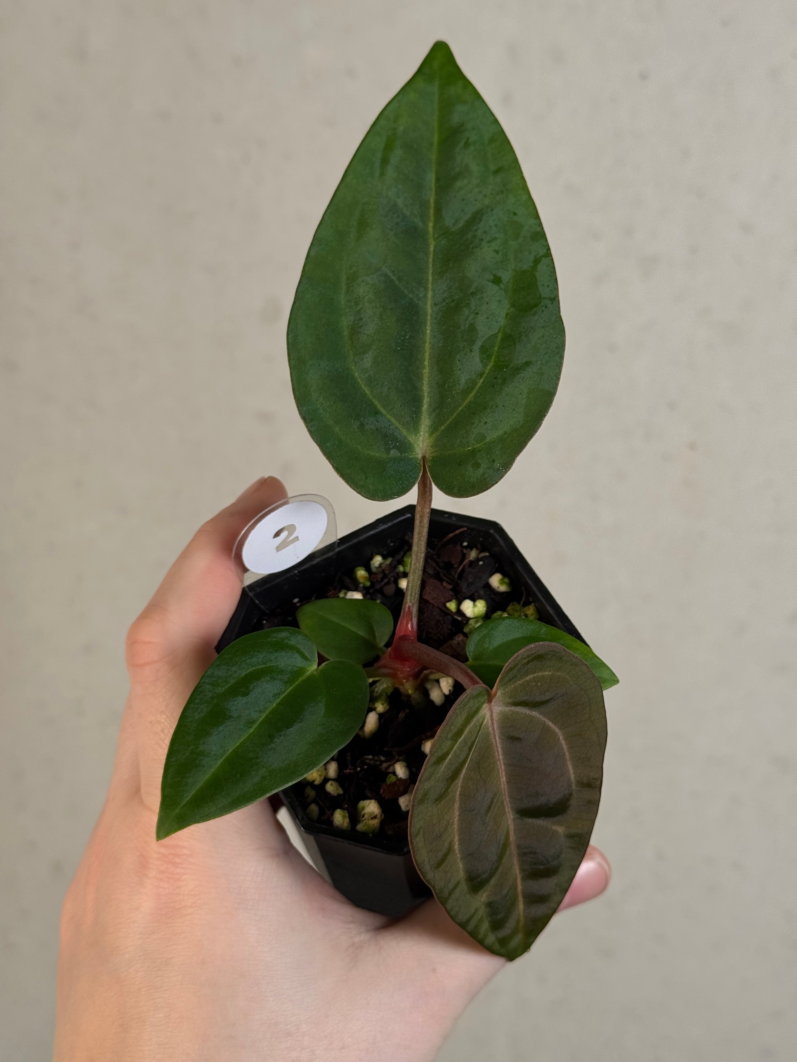 Anthurium (Carlablackiae WU1 x self) x (Black Widow x Red Velvet Cake)