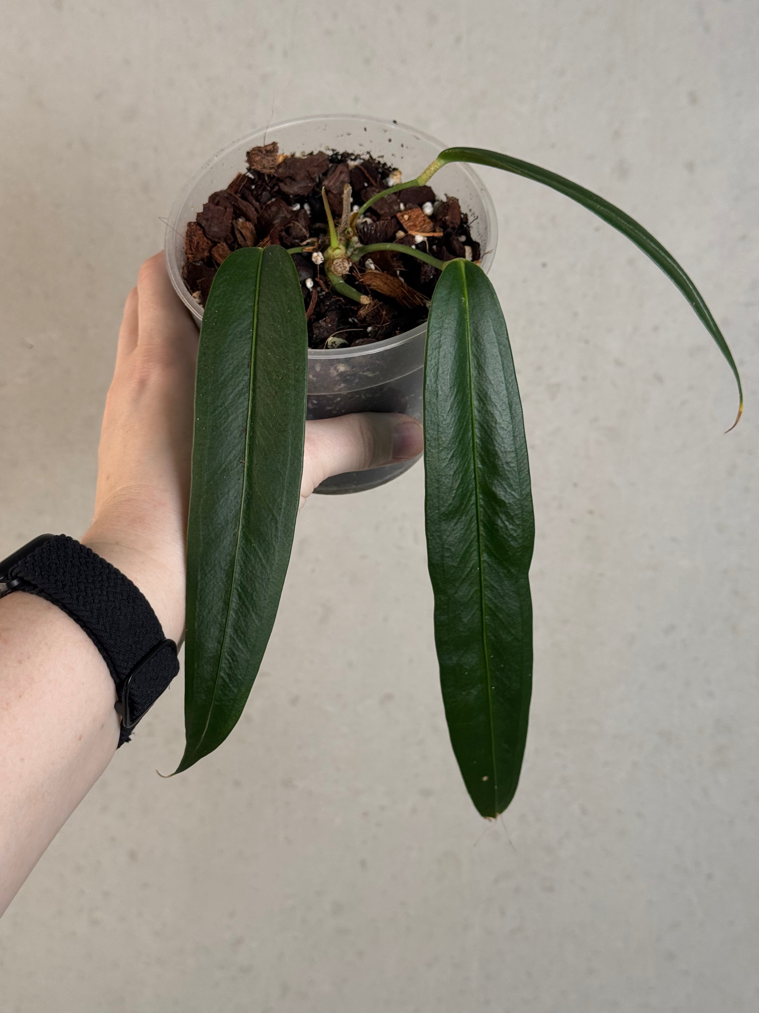 B-Grade/Sad Plants - Various Plants