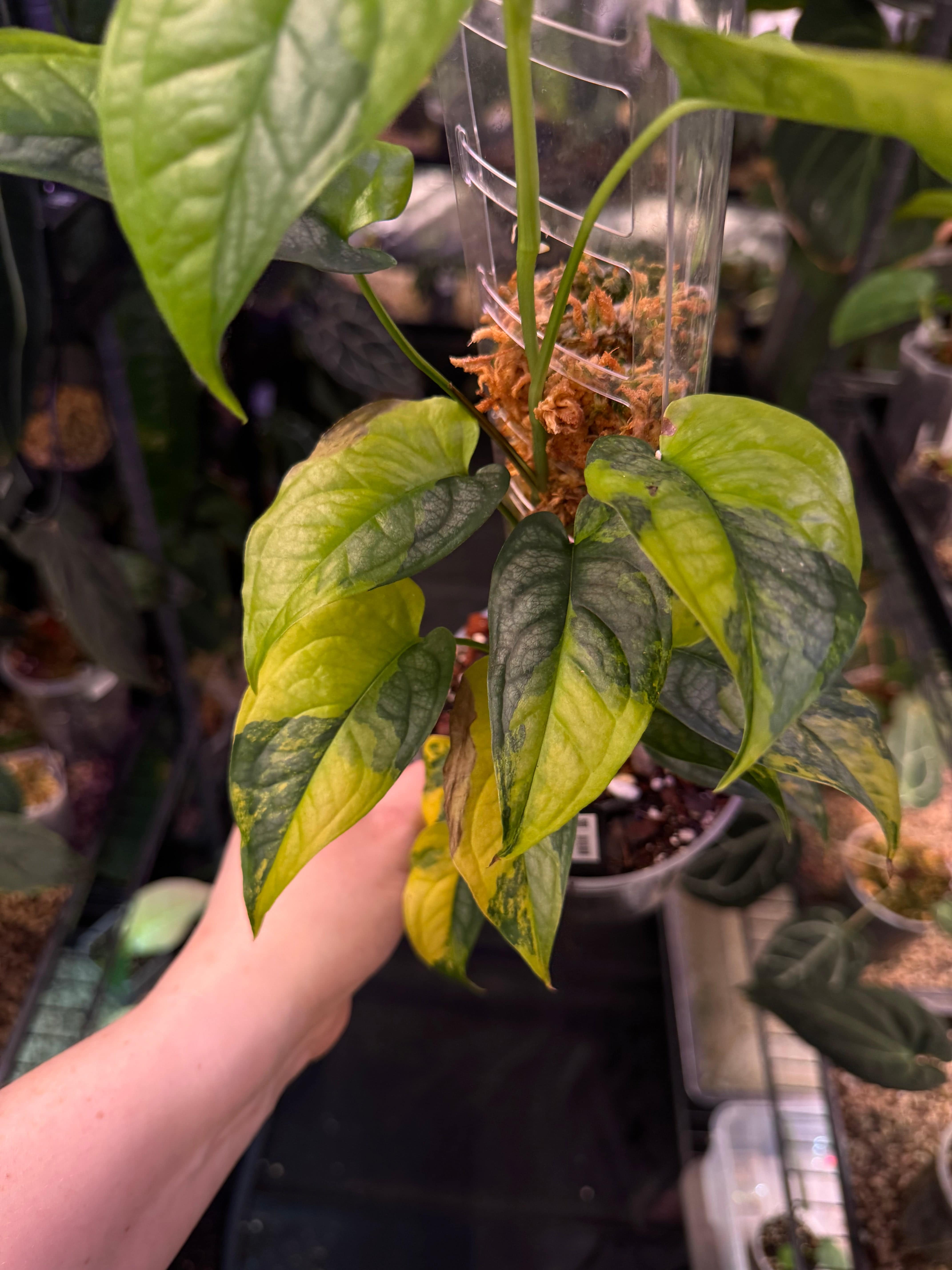 Monstera Siltepecana Aurea - Cuttings - SMUKHI