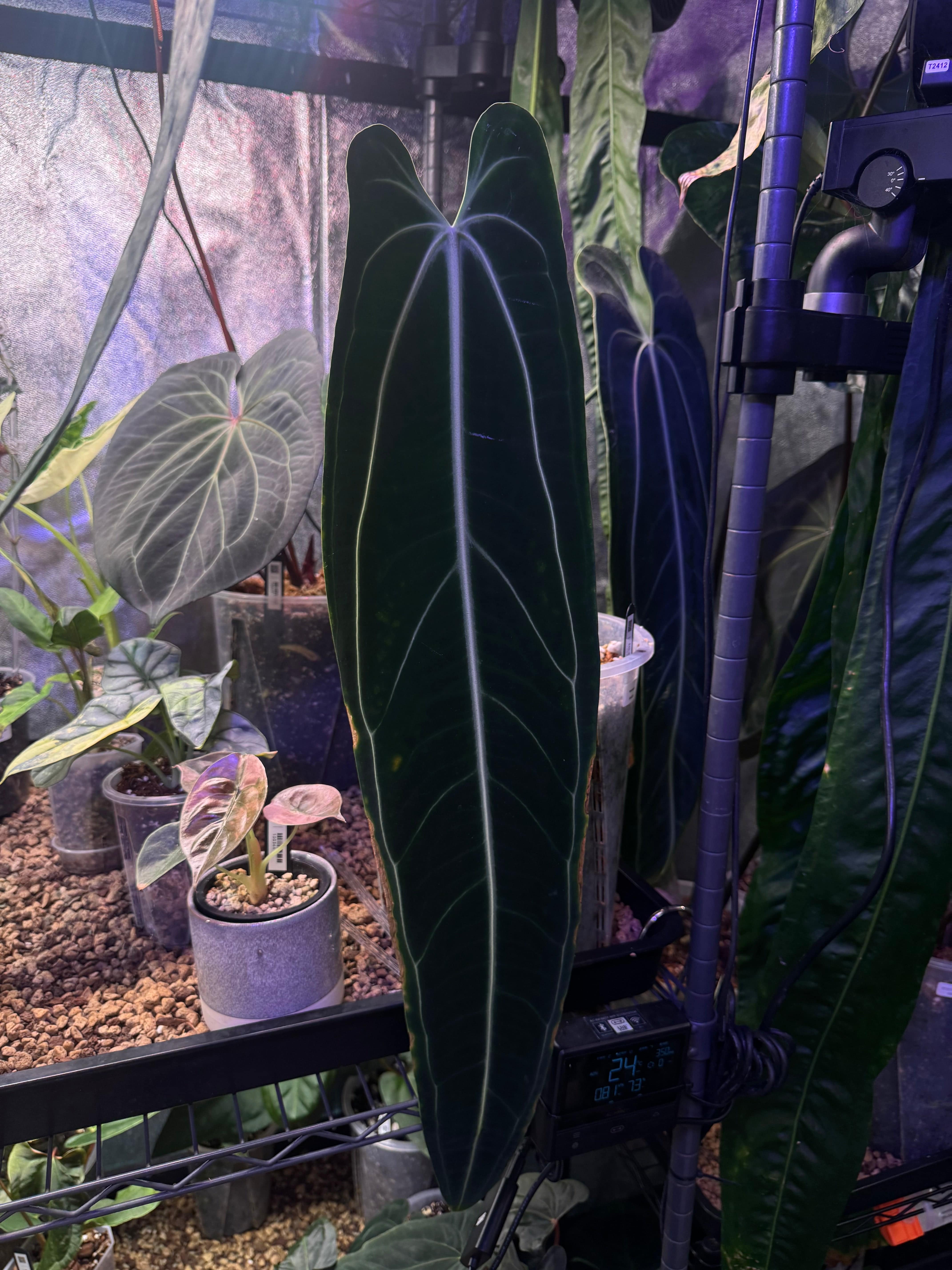 NFS: Anthurium Warocqueanum - SMUKHI