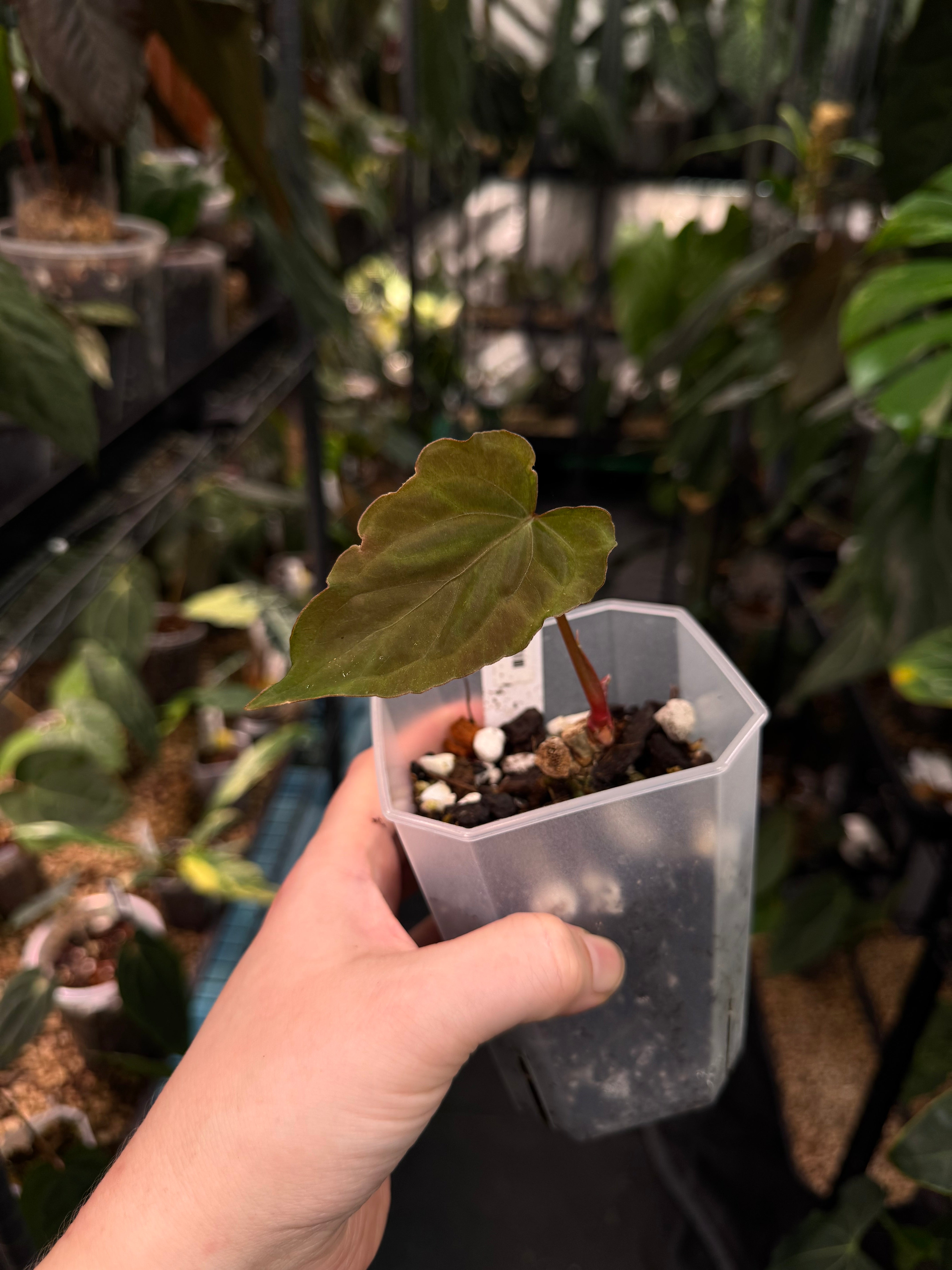 Anthurium Ralph Lynam x self