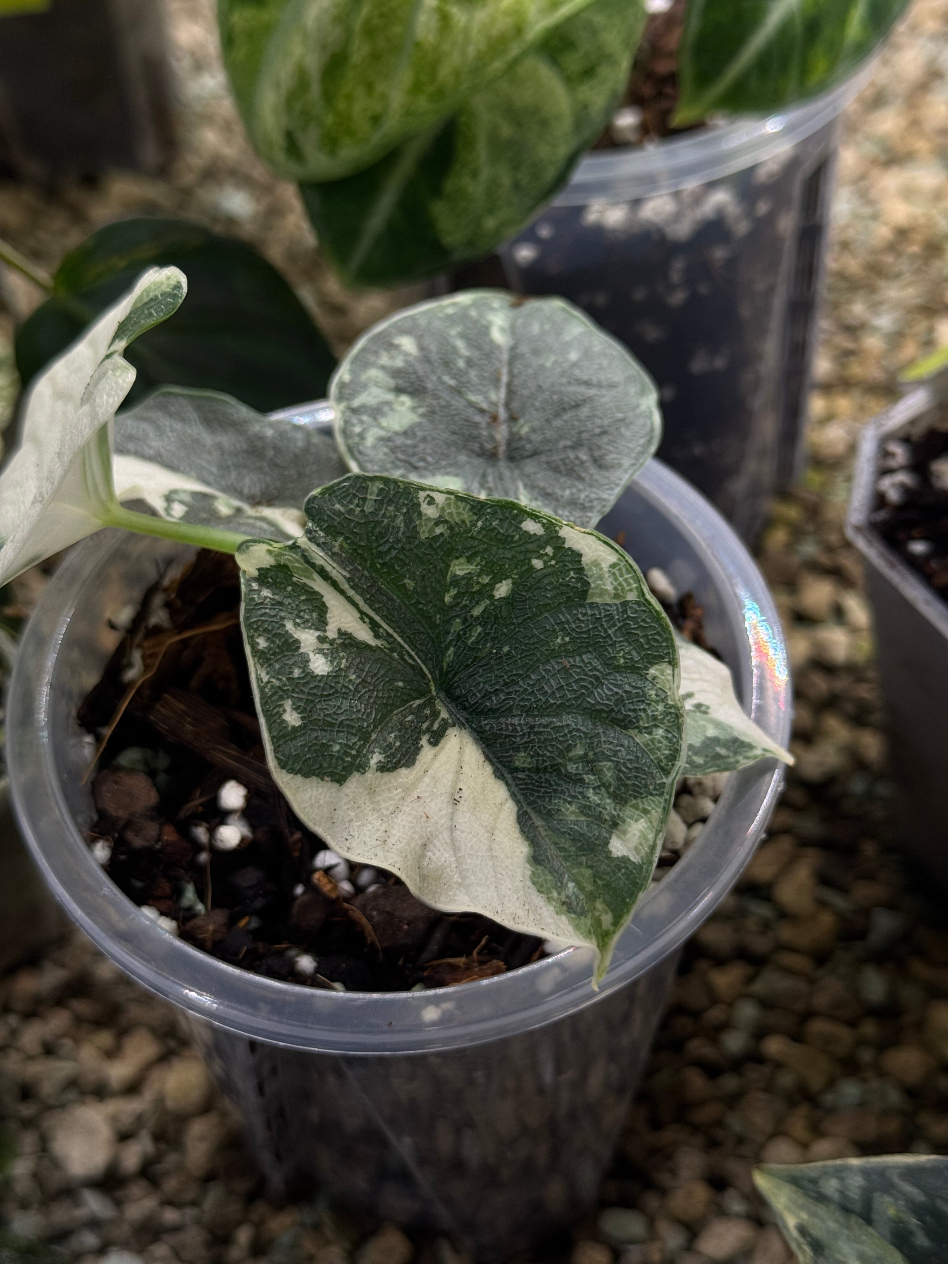 NFS: Alocasia Melo Albo Variegata