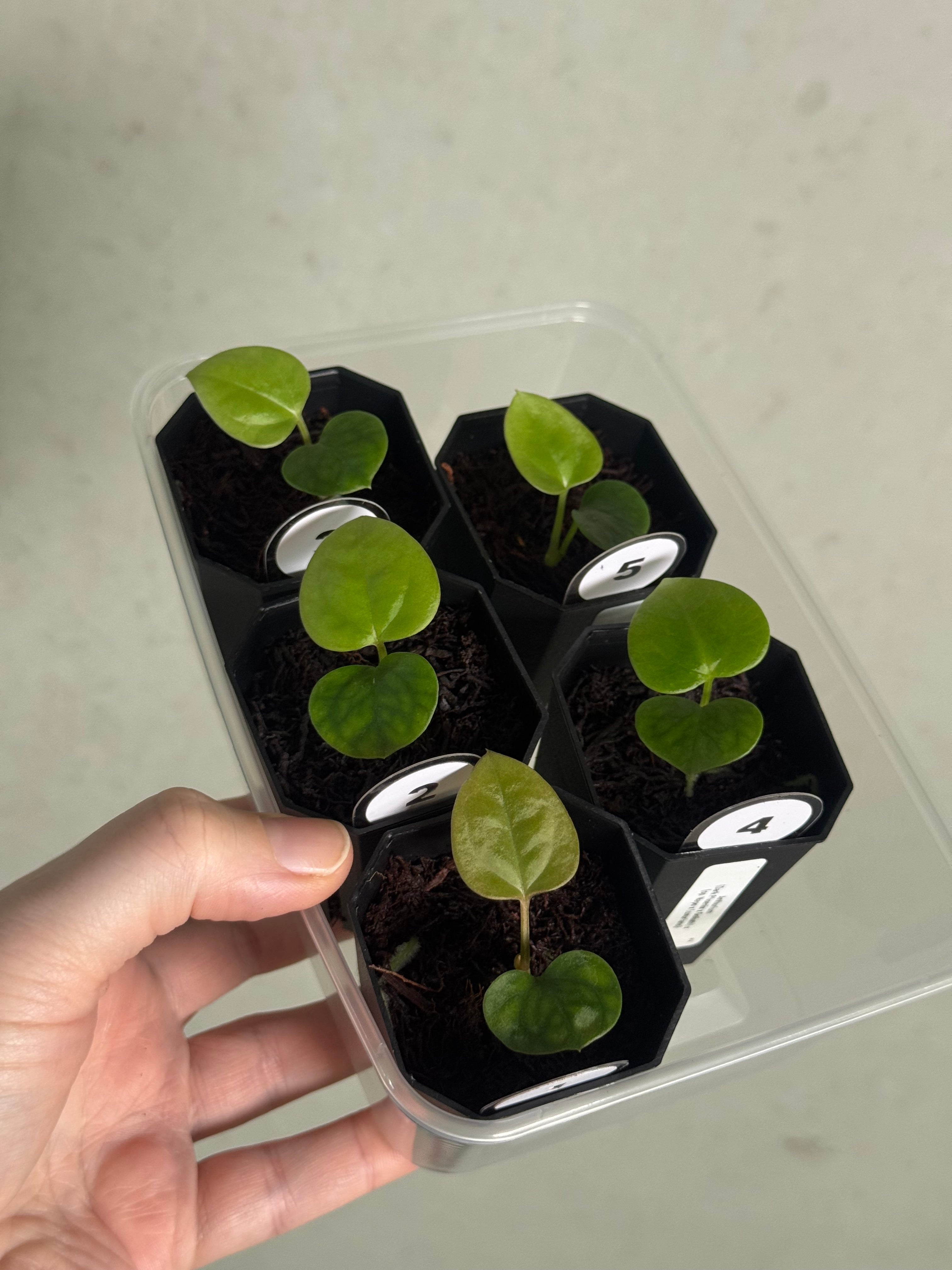 Anthurium (Dark Phoenix x Goliath) x (sp. Napo x Luxurians) - SMUKHI