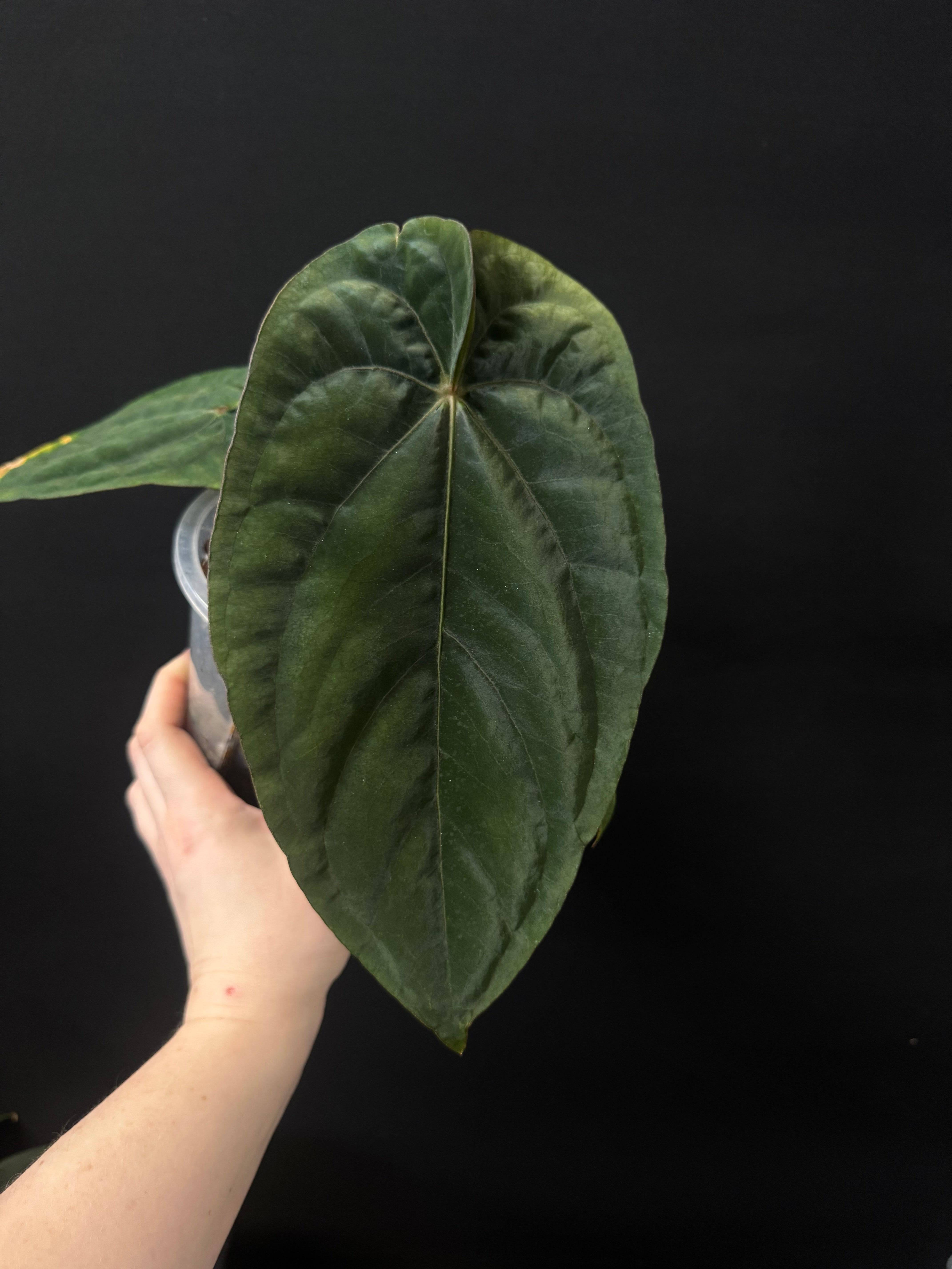 Anthurium Dressleri RG F2 x ‘Windy’ - SMUKHI