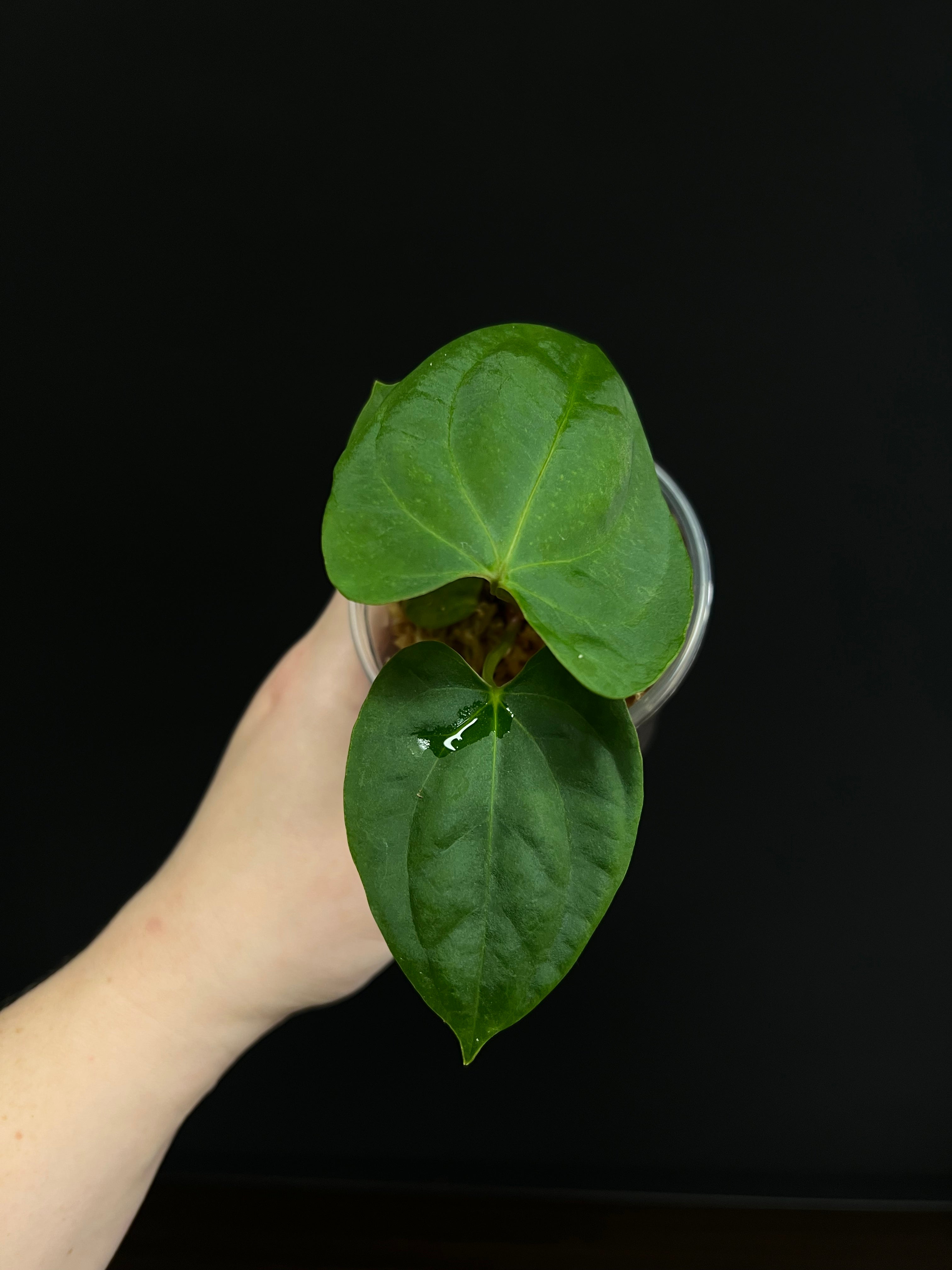 Anthurium RLFS x self - Small Plants