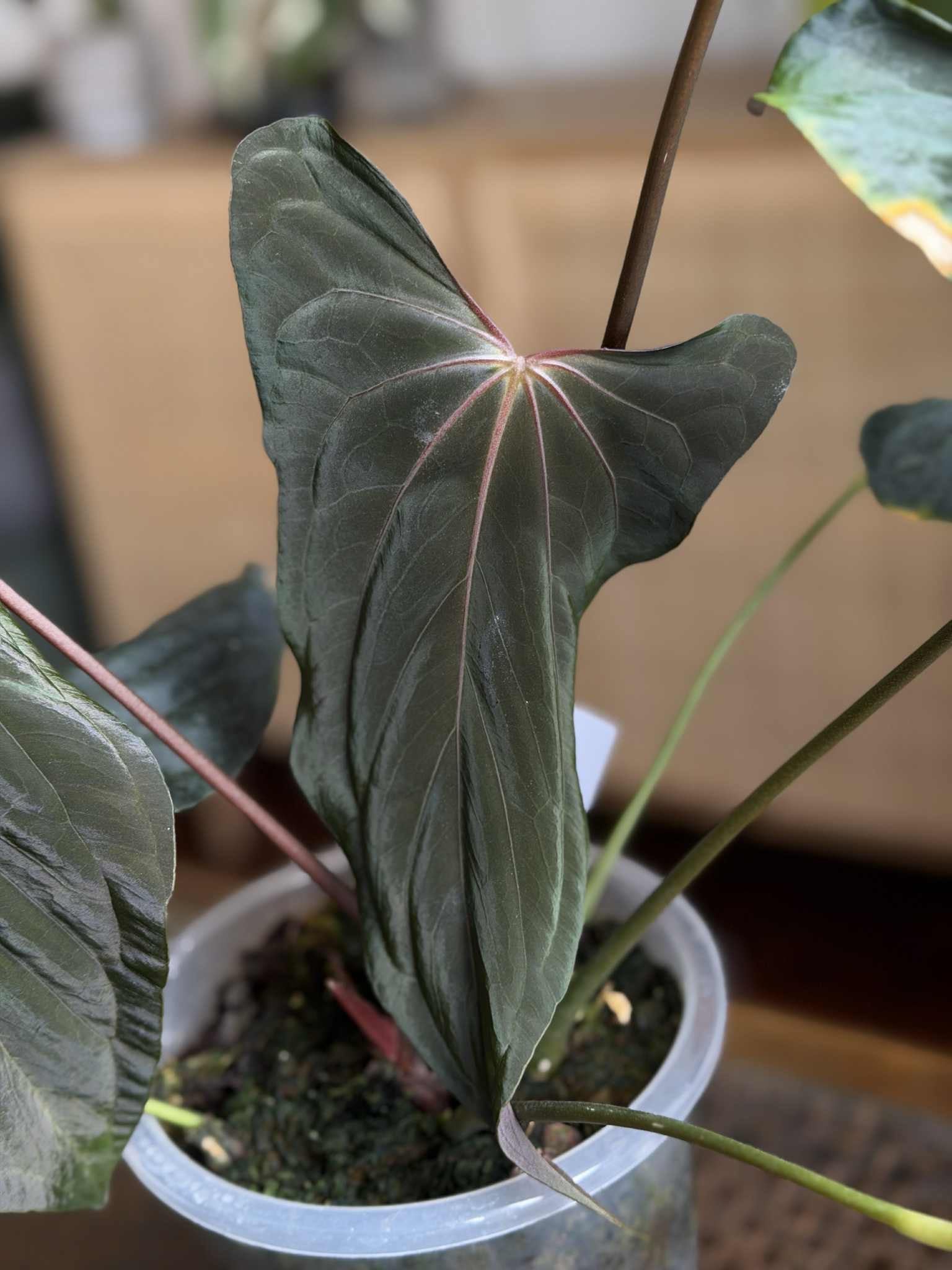 NFS: Anthurium FSxRL F2