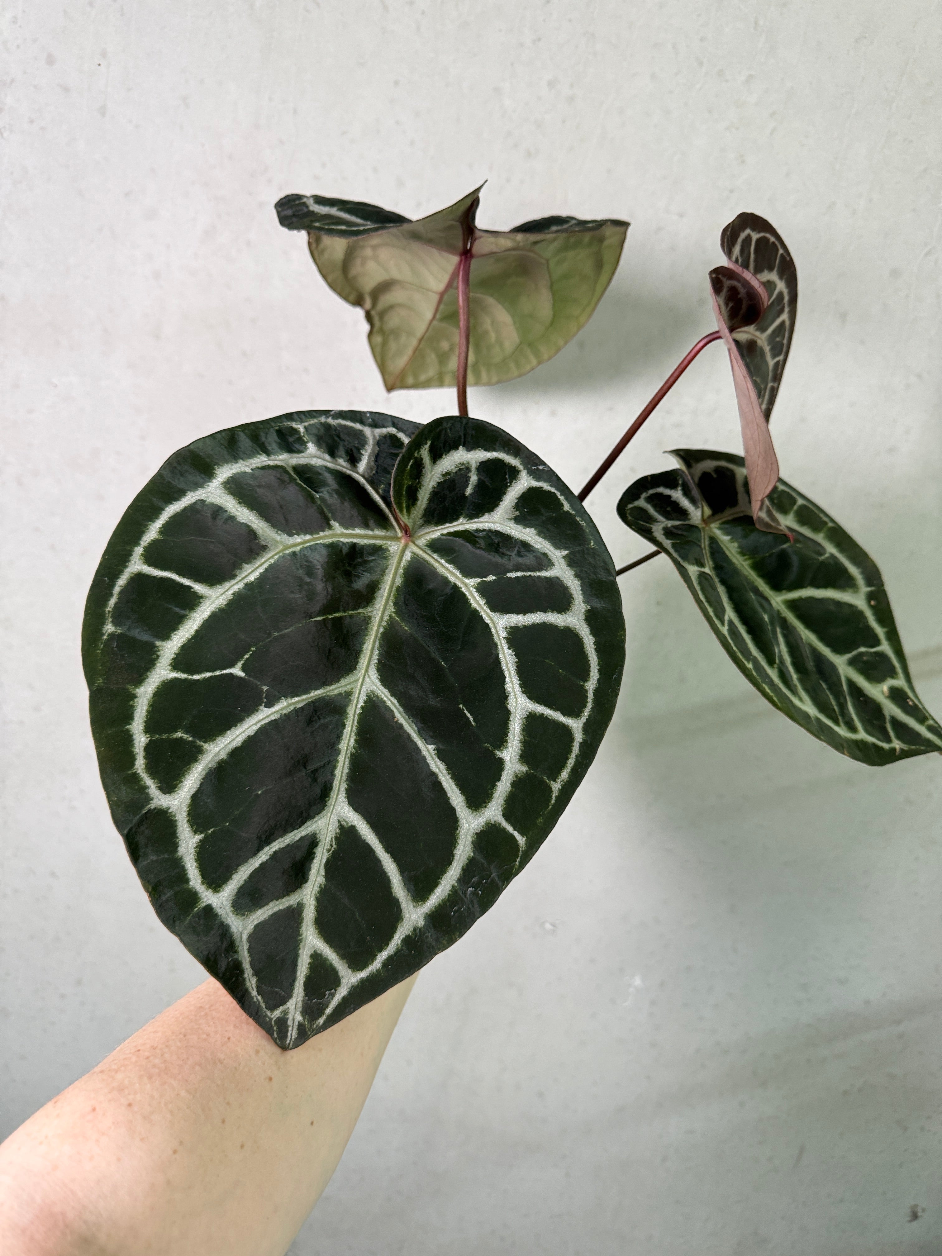 Anthurium noID plant by SMUKHI with glossy green leaves and vibrant red flowers, displayed in a decorative pot.