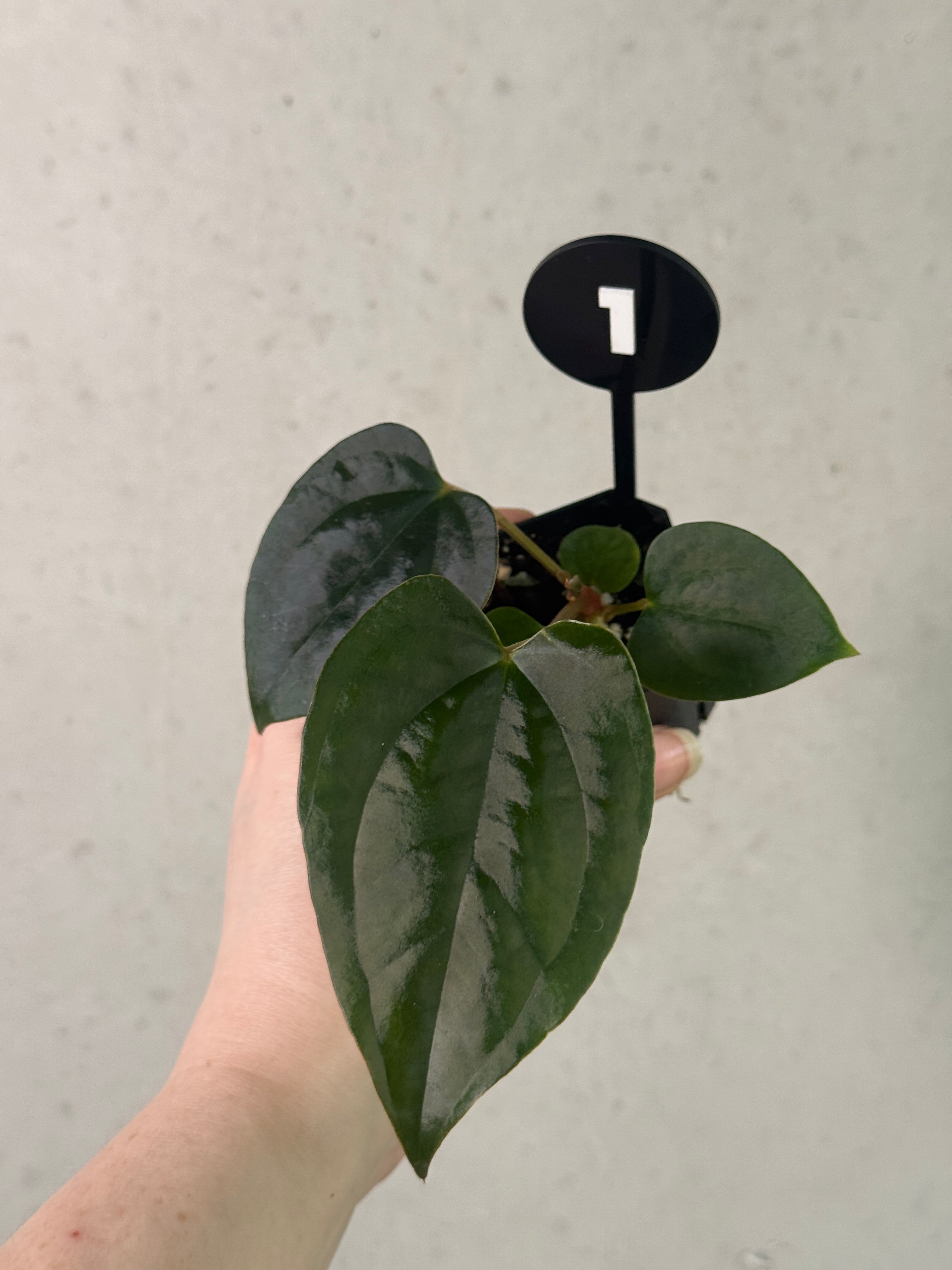 Anthurium (Dark Phoenix x Goliath) x (sp. Napo x Luxurians)