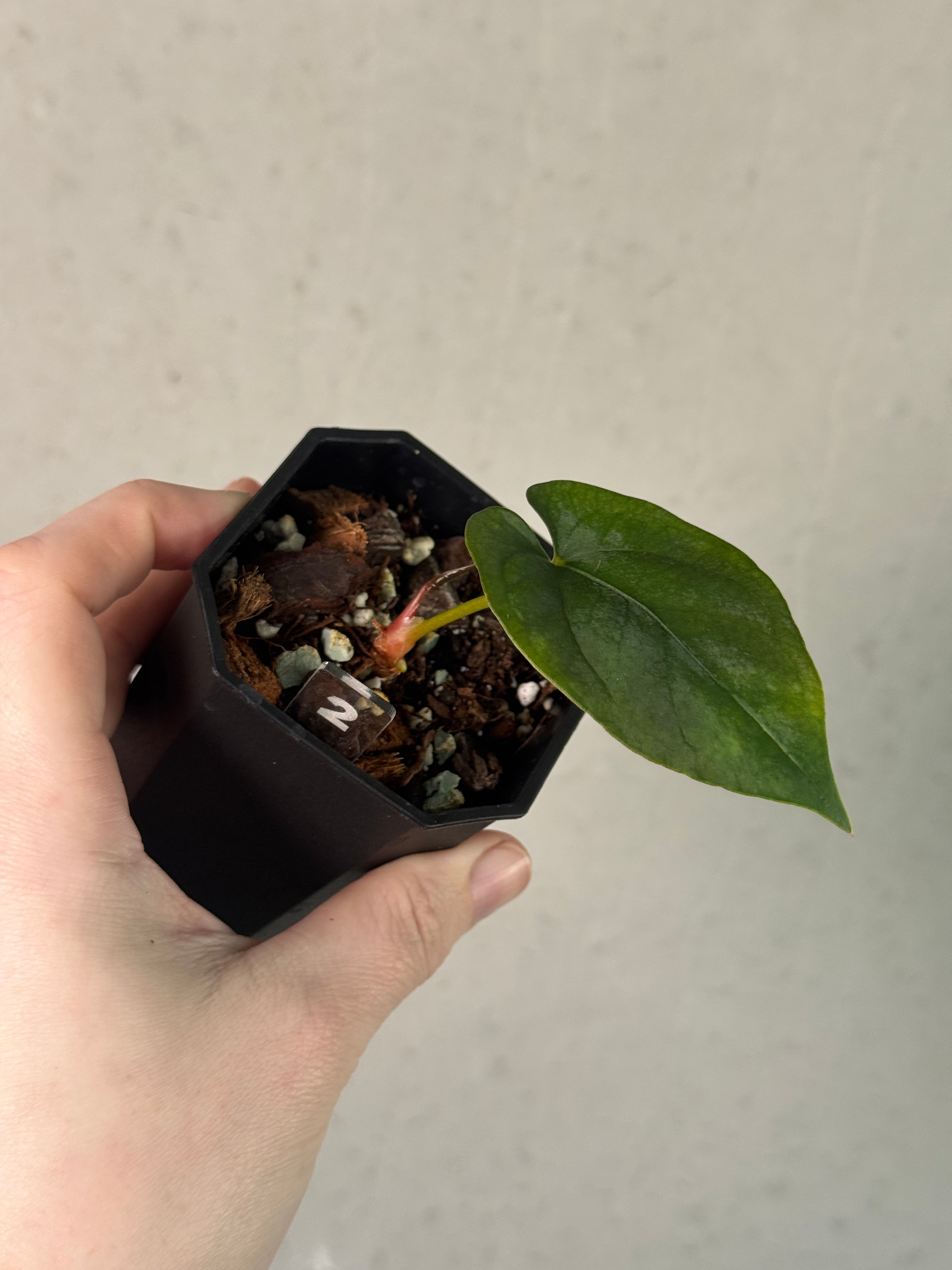 Anthurium Ralph Lynam x Fort Sherman S1 (JV) - Clone