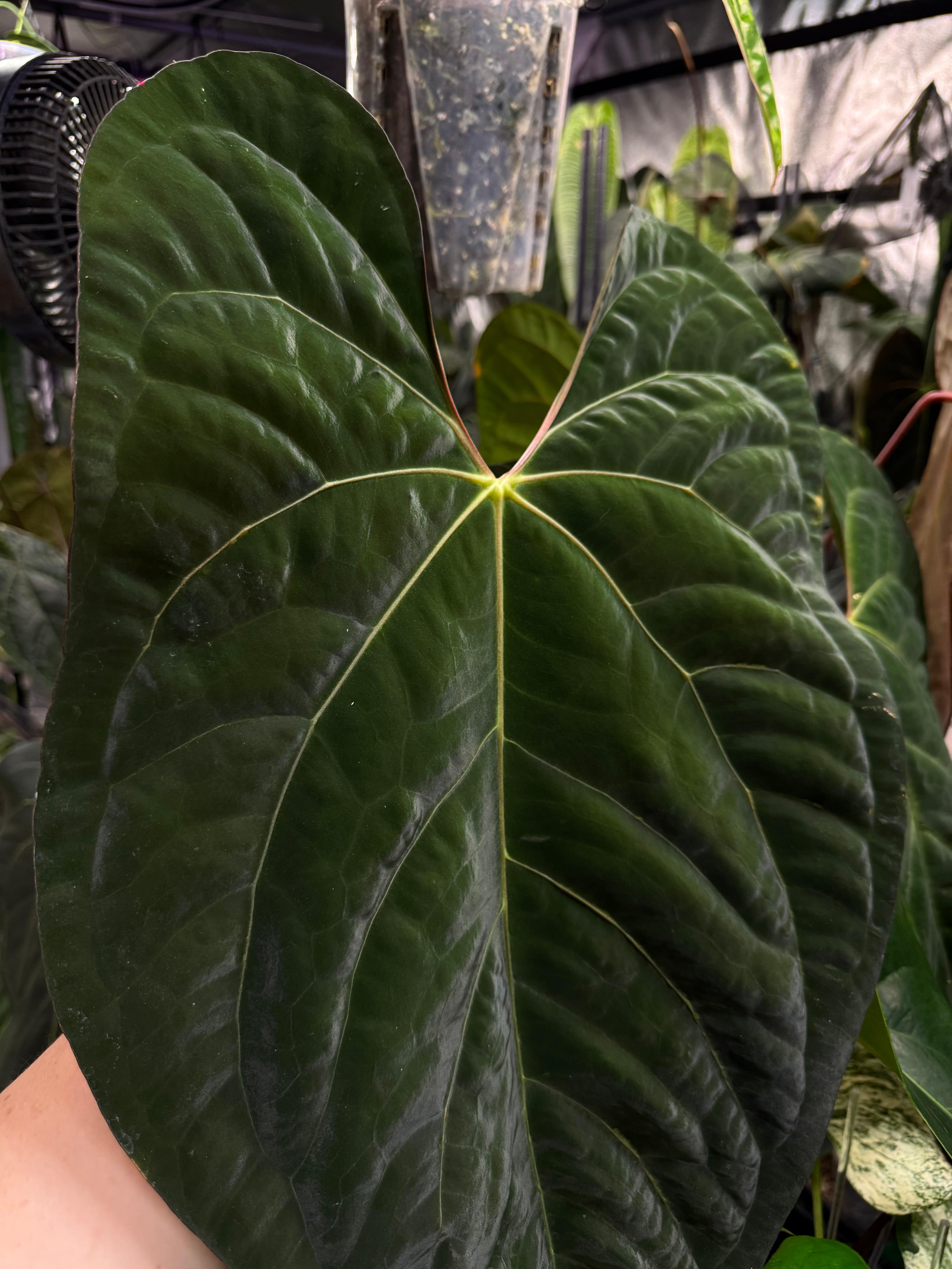 Anthurium Ace of Spades Dark Form and Papillilaminum 'Marie' plants with lush green leaves and dark spade-shaped foliage.