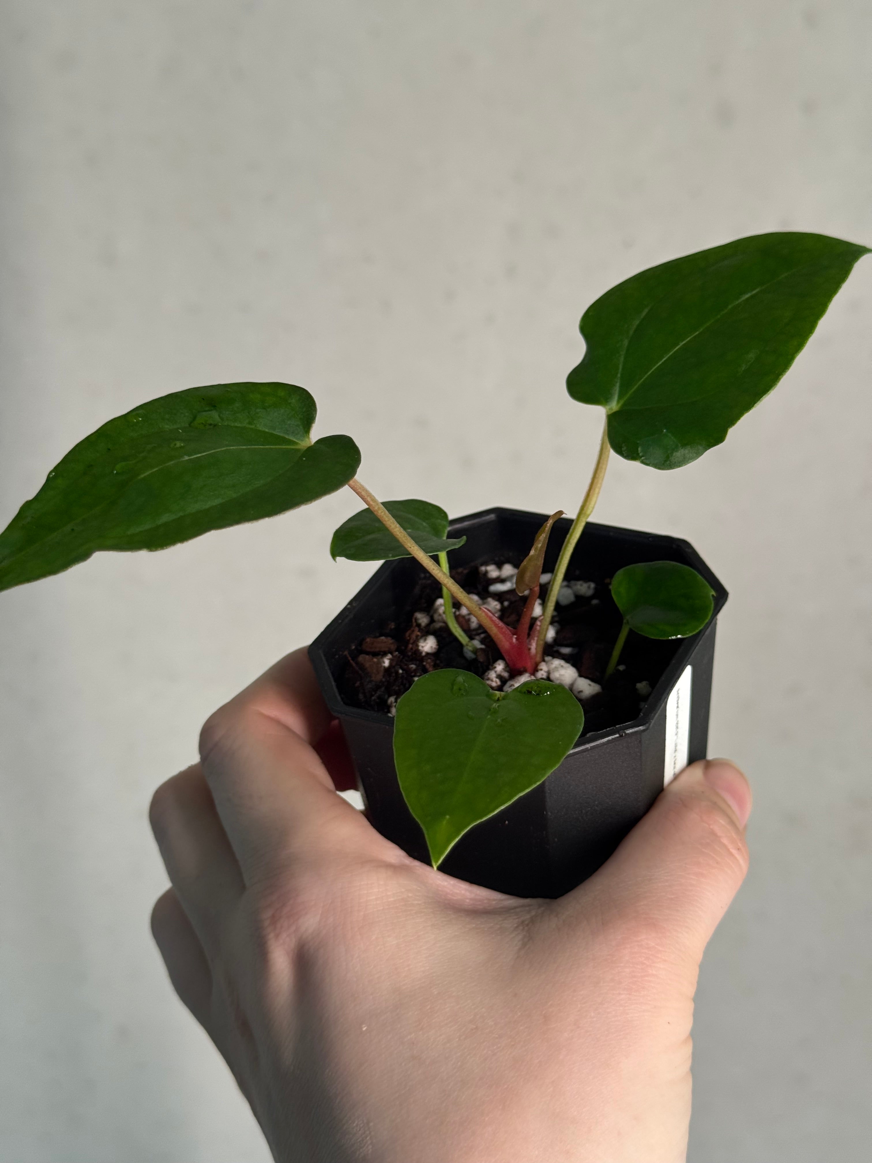 Anthurium BVEP 'Laila' x Ace of Spades Dark Form