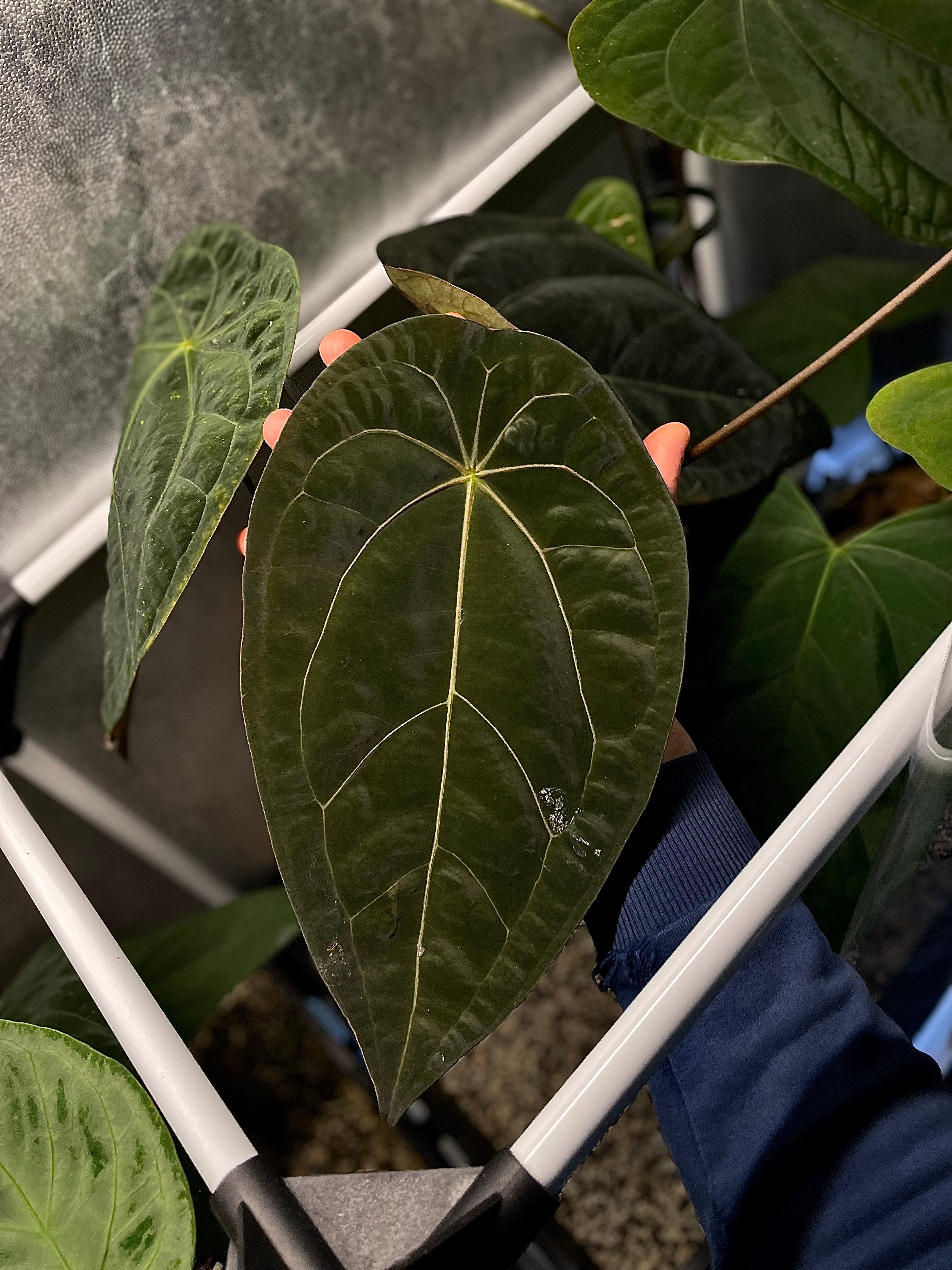 Anthurium (Blue Pap. x Forgetii) x self