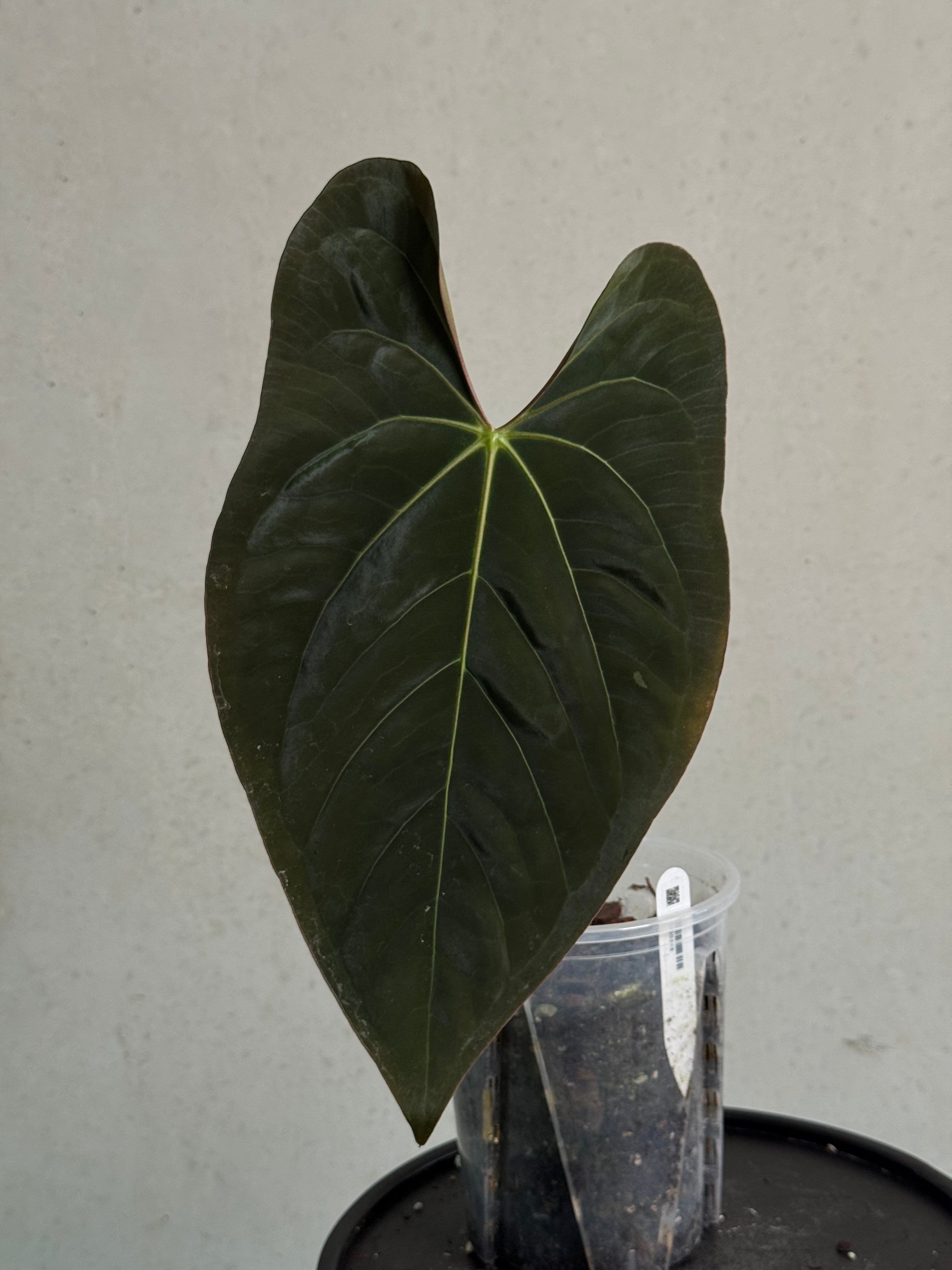 Anthurium Ace of Spades Dark Form x Papillilaminum 'Incurved lobes' - SMUKHI