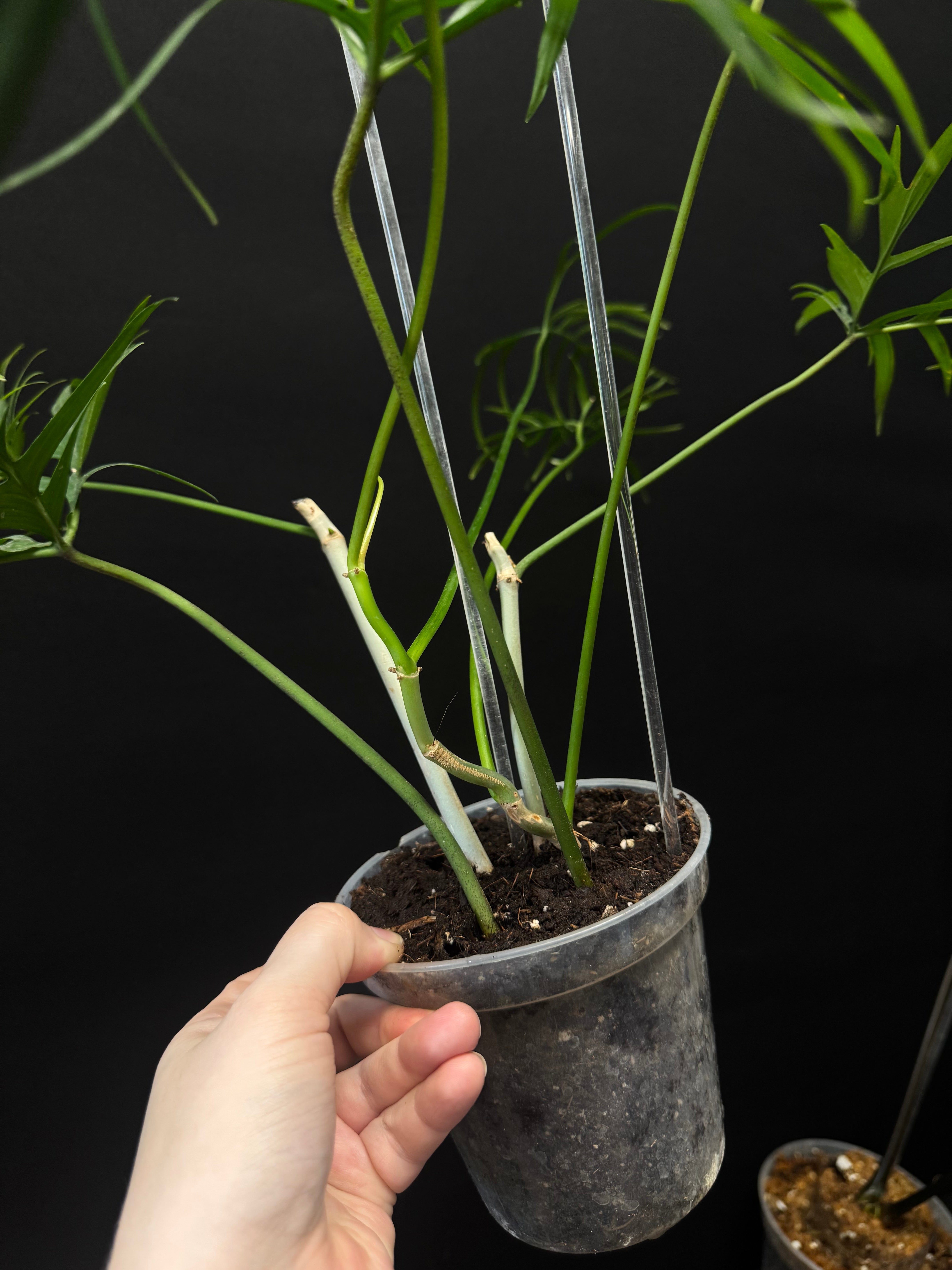 Philodendron Polypodioides