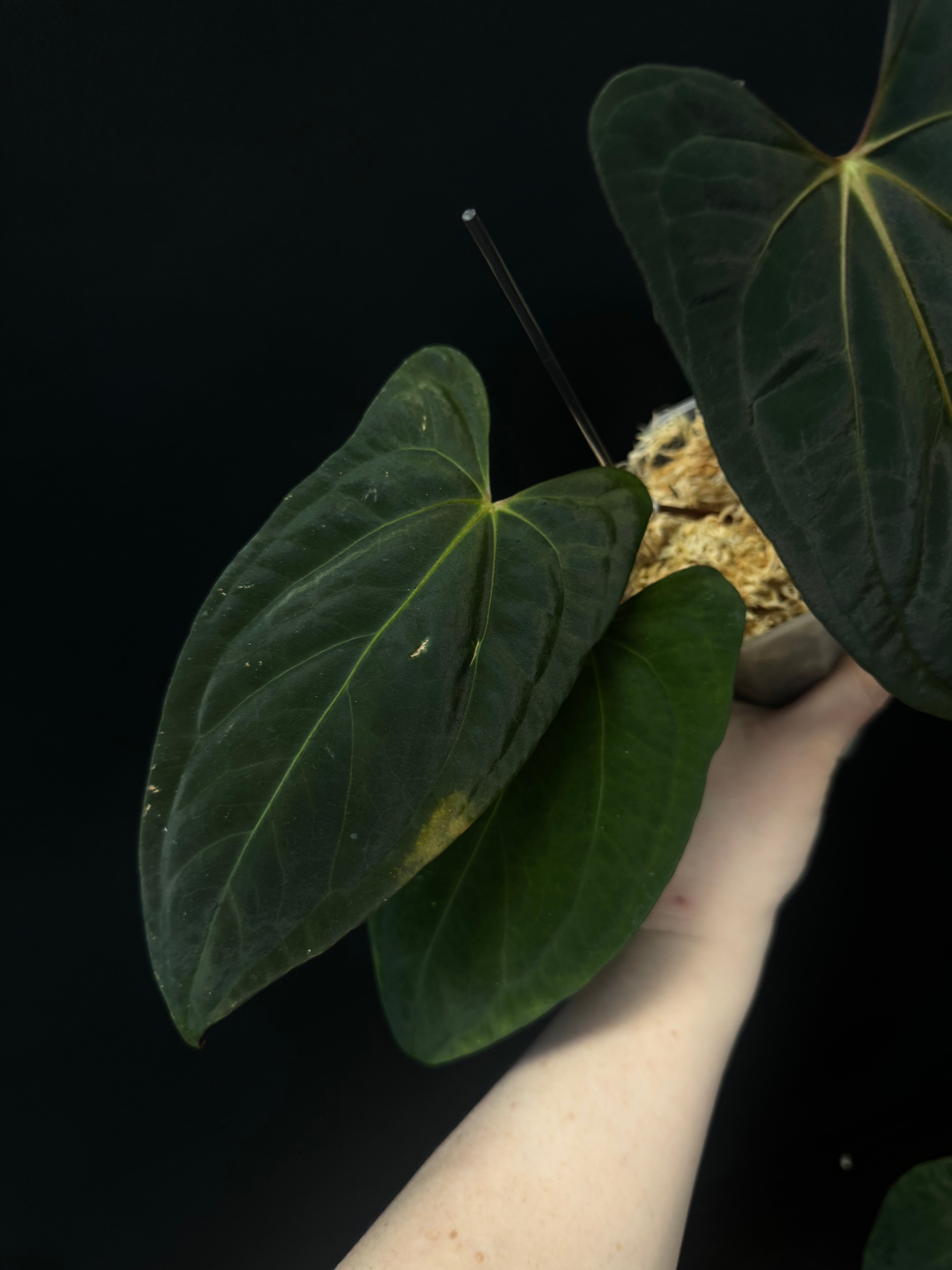 Anthurium Dark Phoenix x Fort Sherman