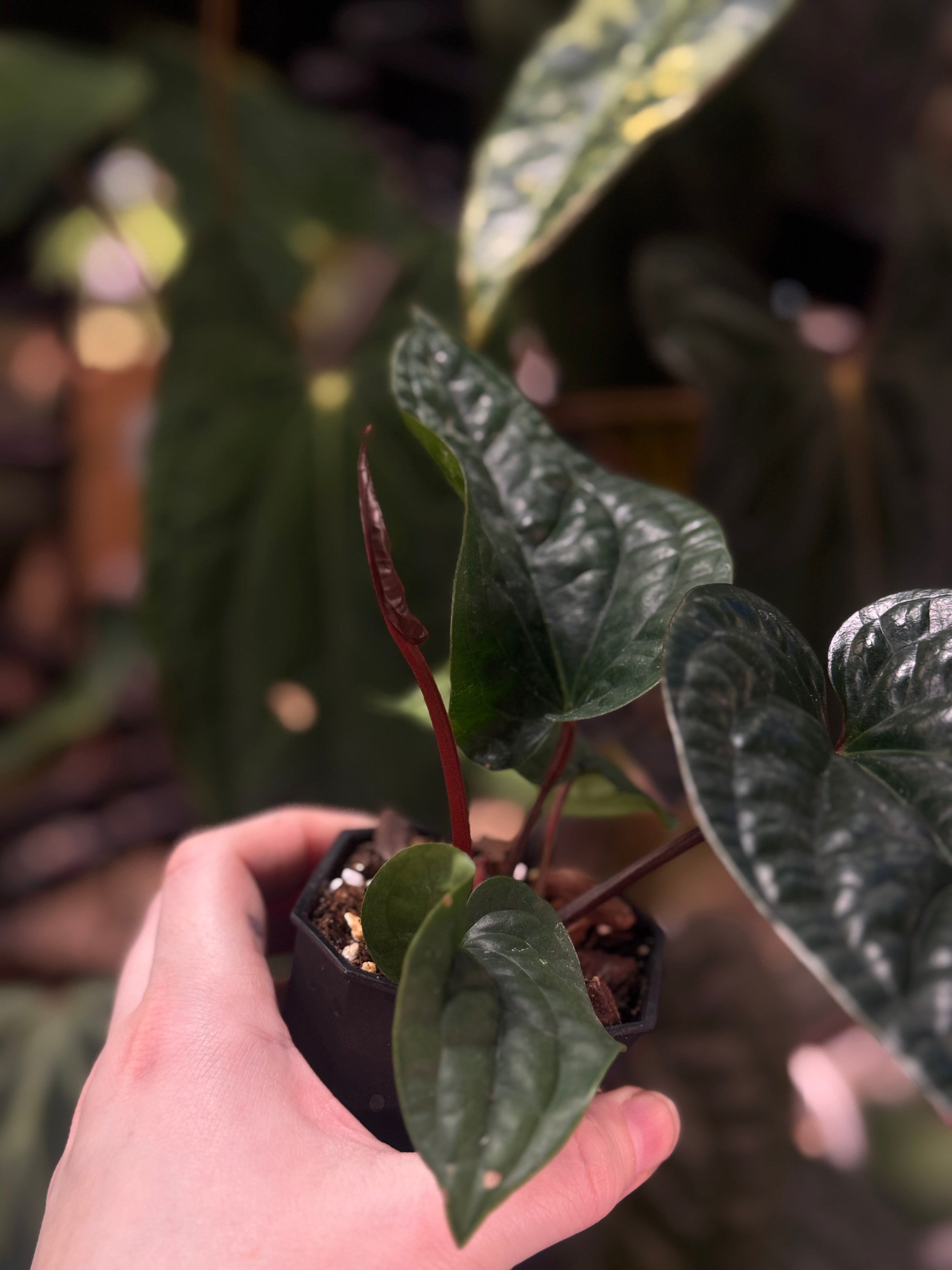 Anthurium Radicans x Luxurians - SMUKHI