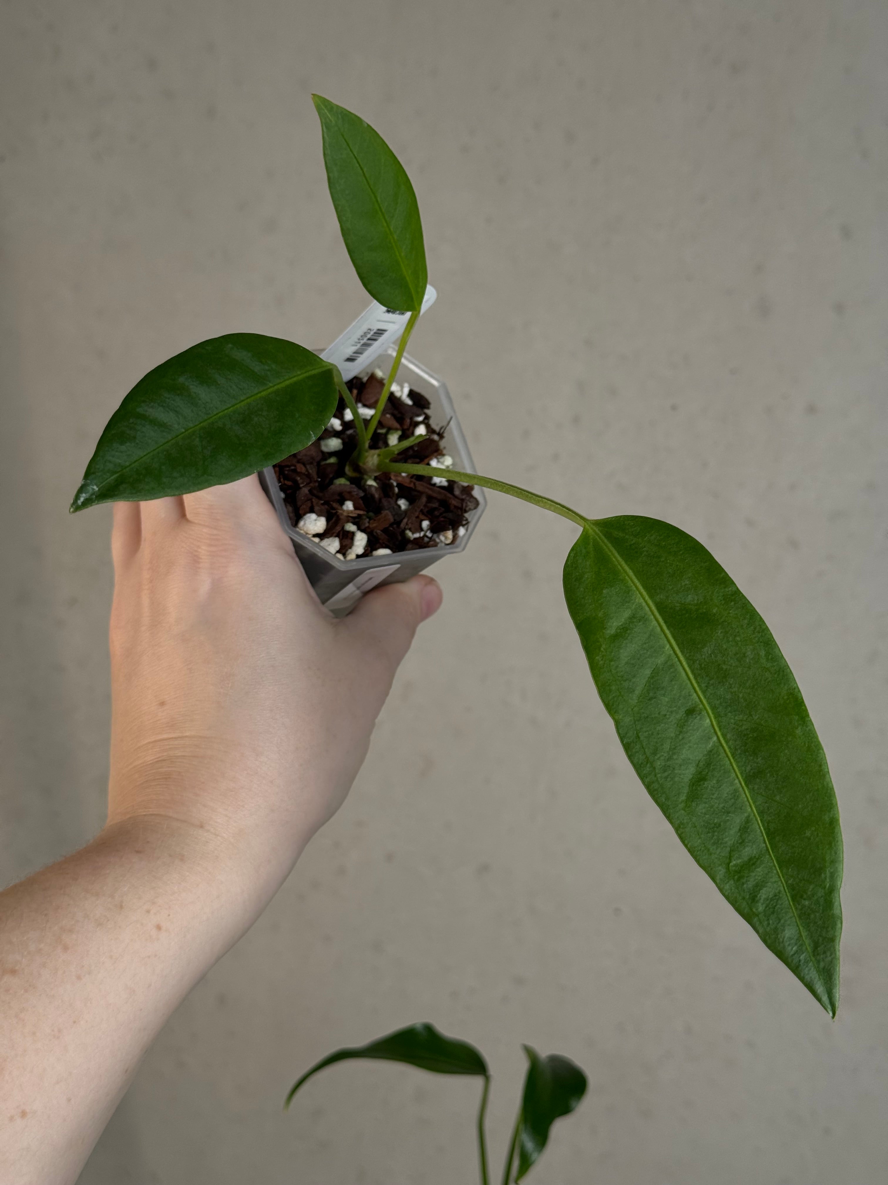 Anthurium sp. Morona x self