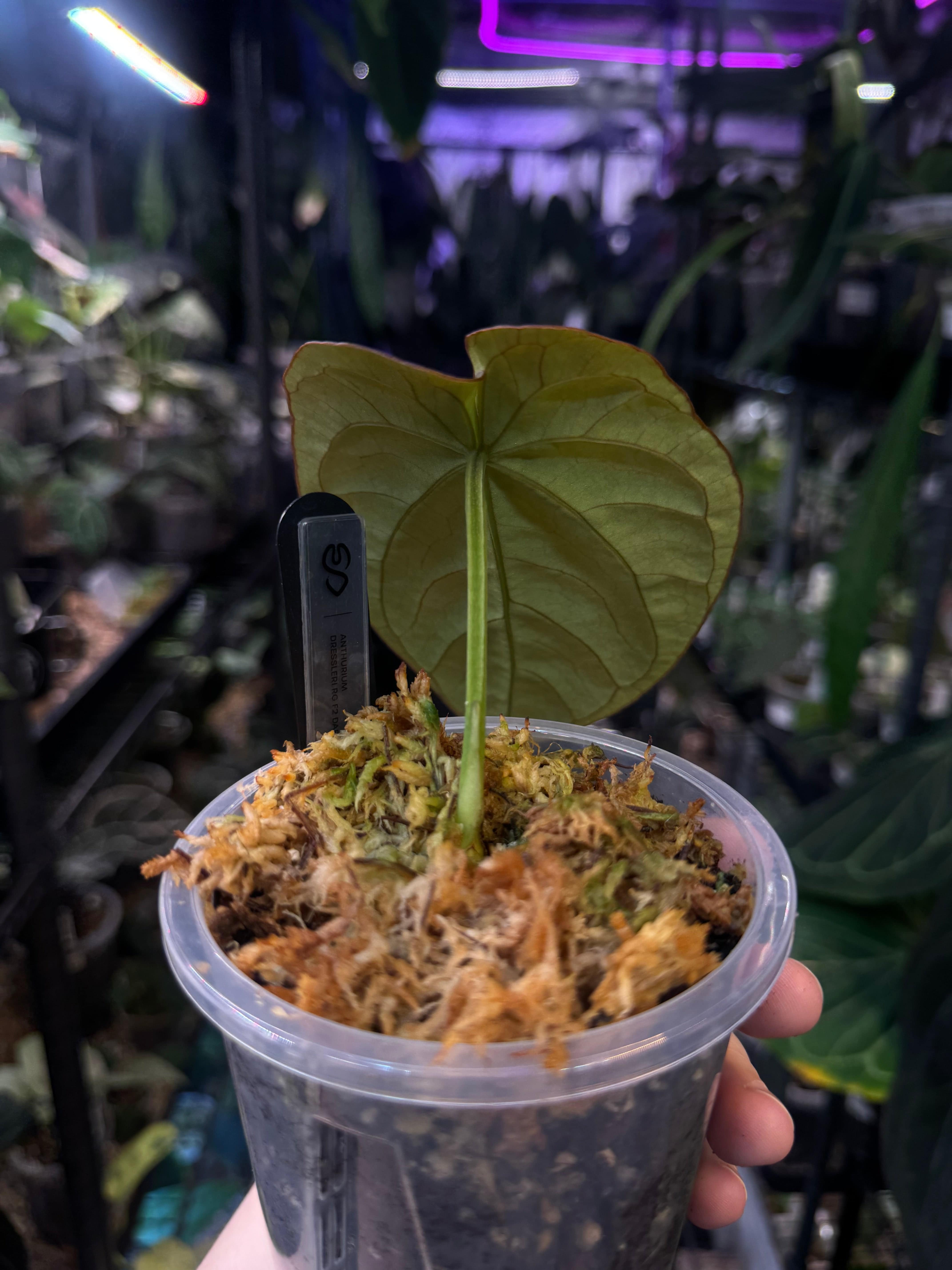 NFS: Anthurium Dressleri RG F2 Dark clone - SMUKHI