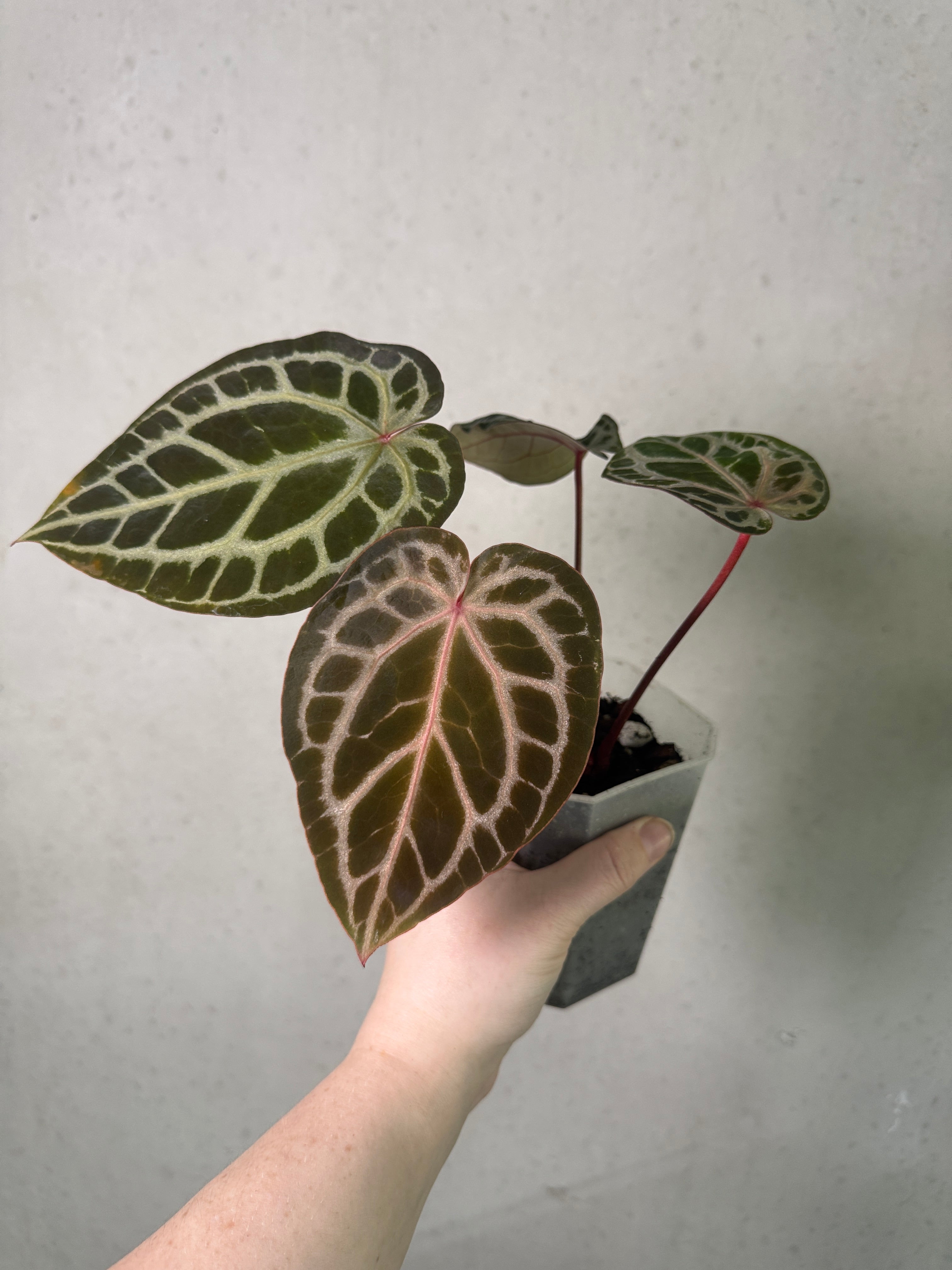 Close-up of Anthurium Minerva '20' x Michelle '10' clone plant by DocBlock, showcasing glossy green leaves and vibrant spathes.