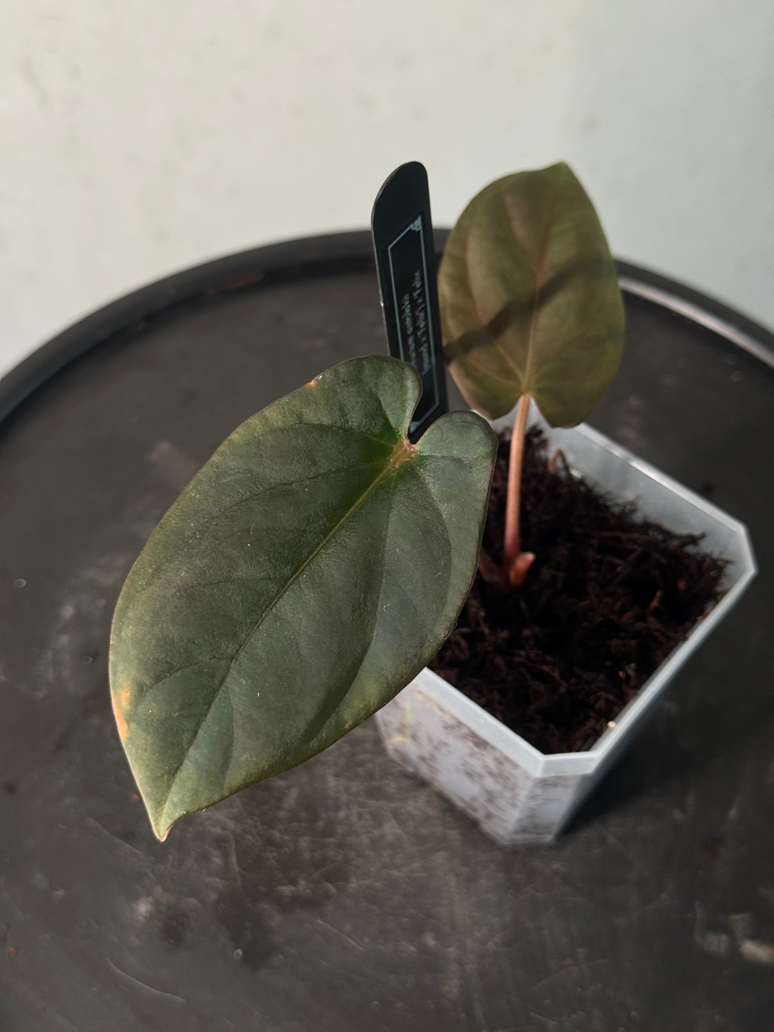Anthurium BVEP ('Round' x 'Felix') x 'Felix' - Clone