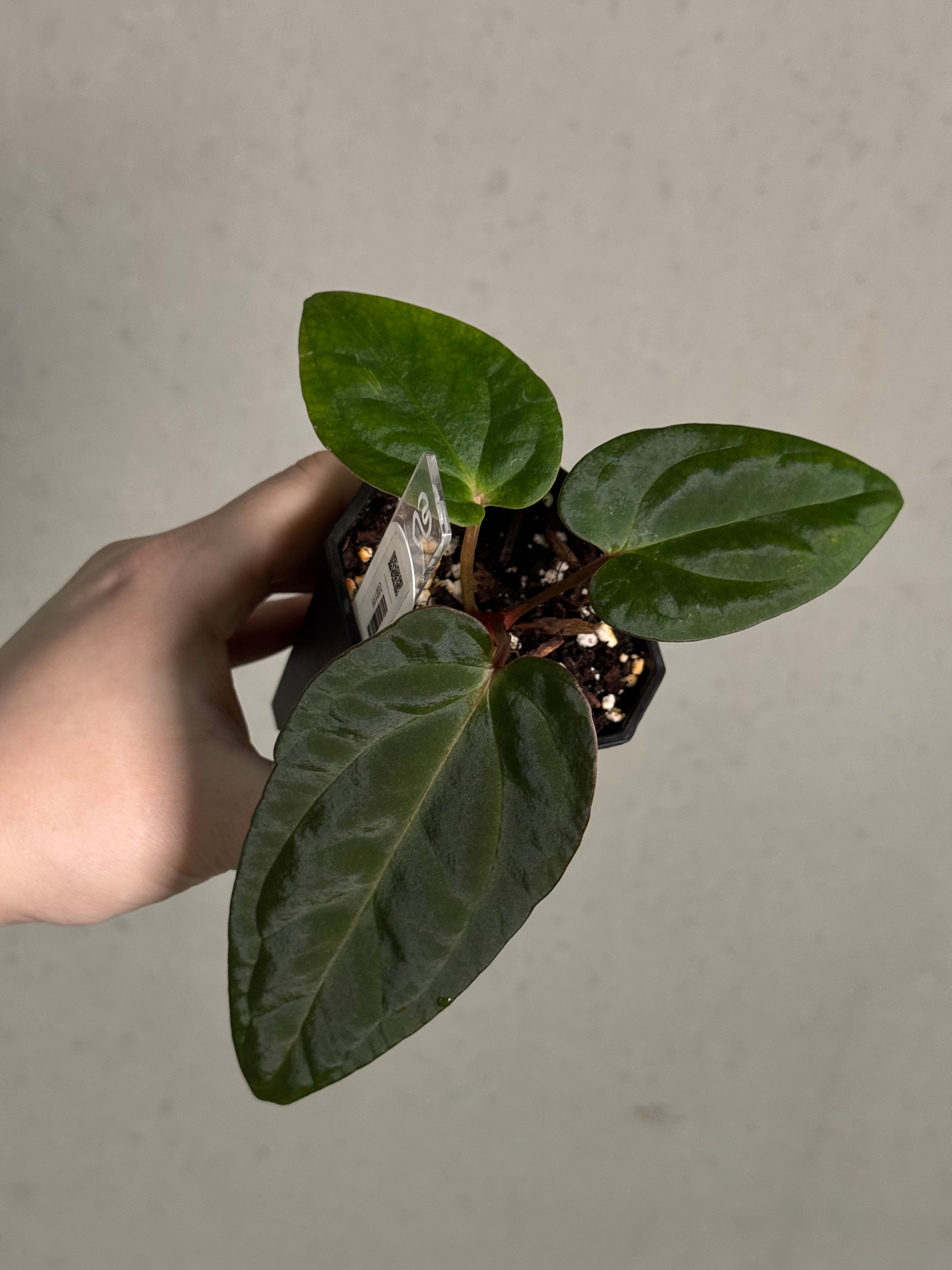 Anthurium Portillae 'Dorito' S1 x (Dressleri F2 x Carlablackiae 'Amanda')