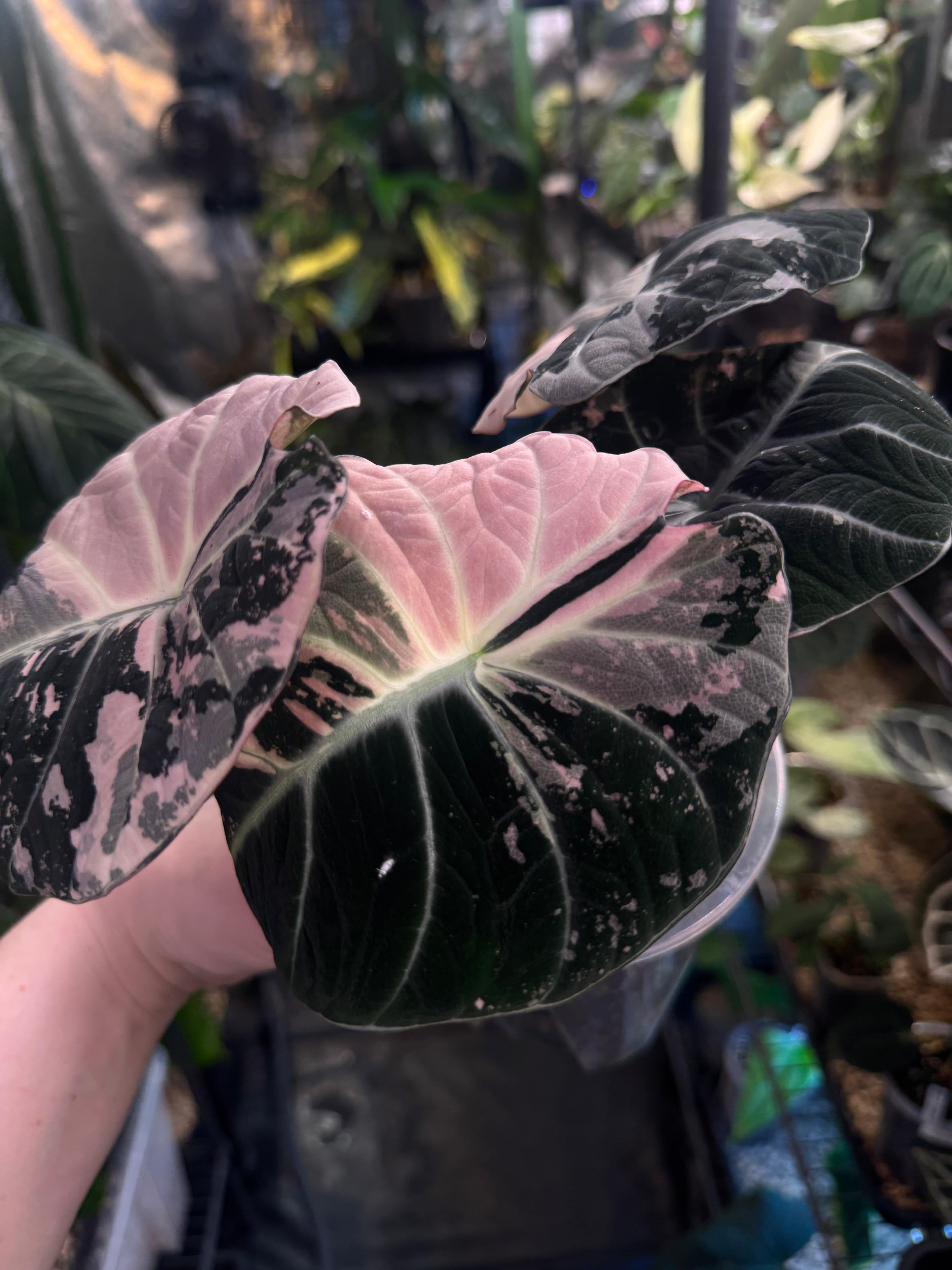 NFS: Alocasia Black Velvet Pink Variegata - SMUKHI