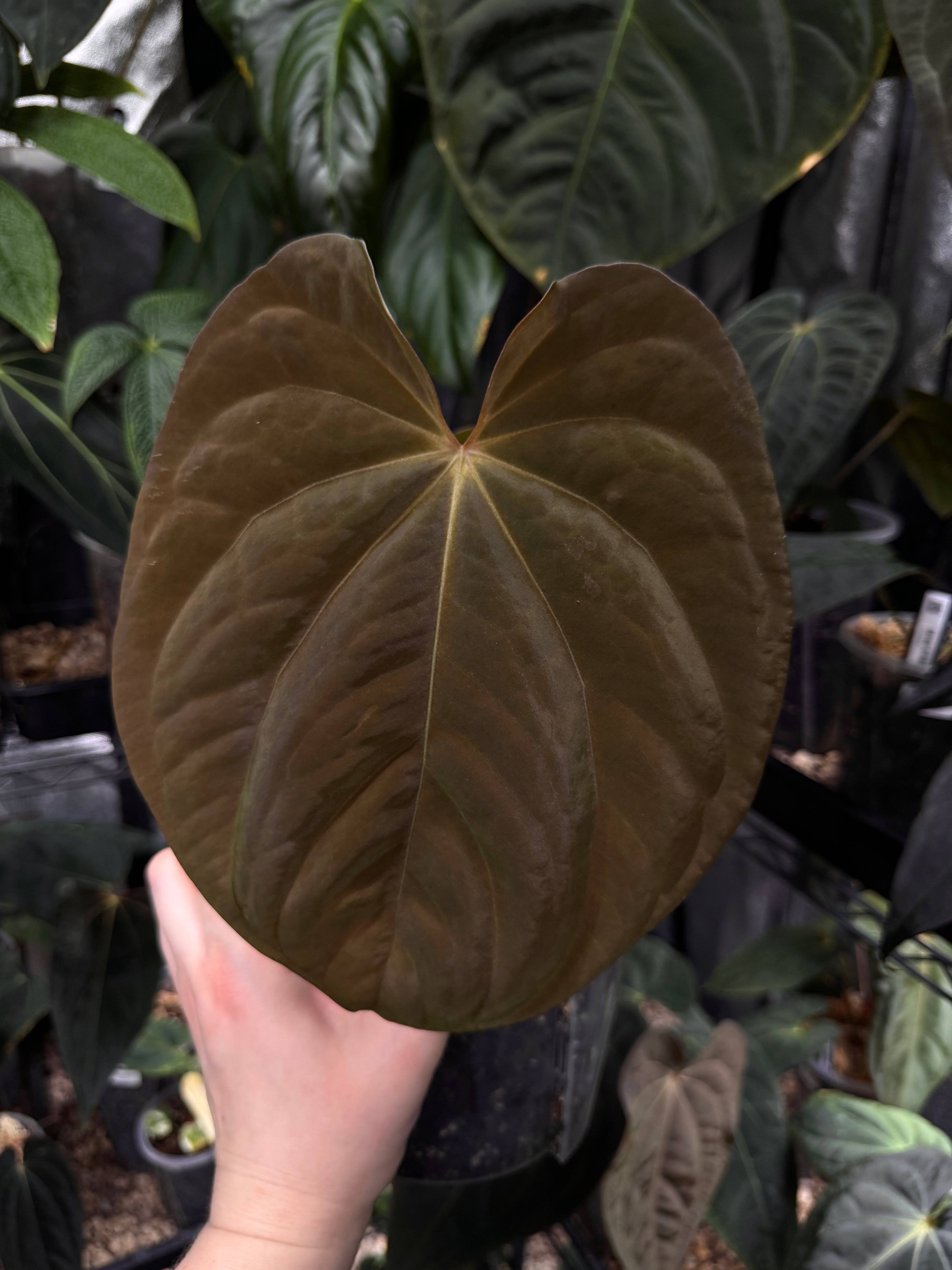 NFS: Anthurium BVEP 'Round' x BBL - SMUKHI