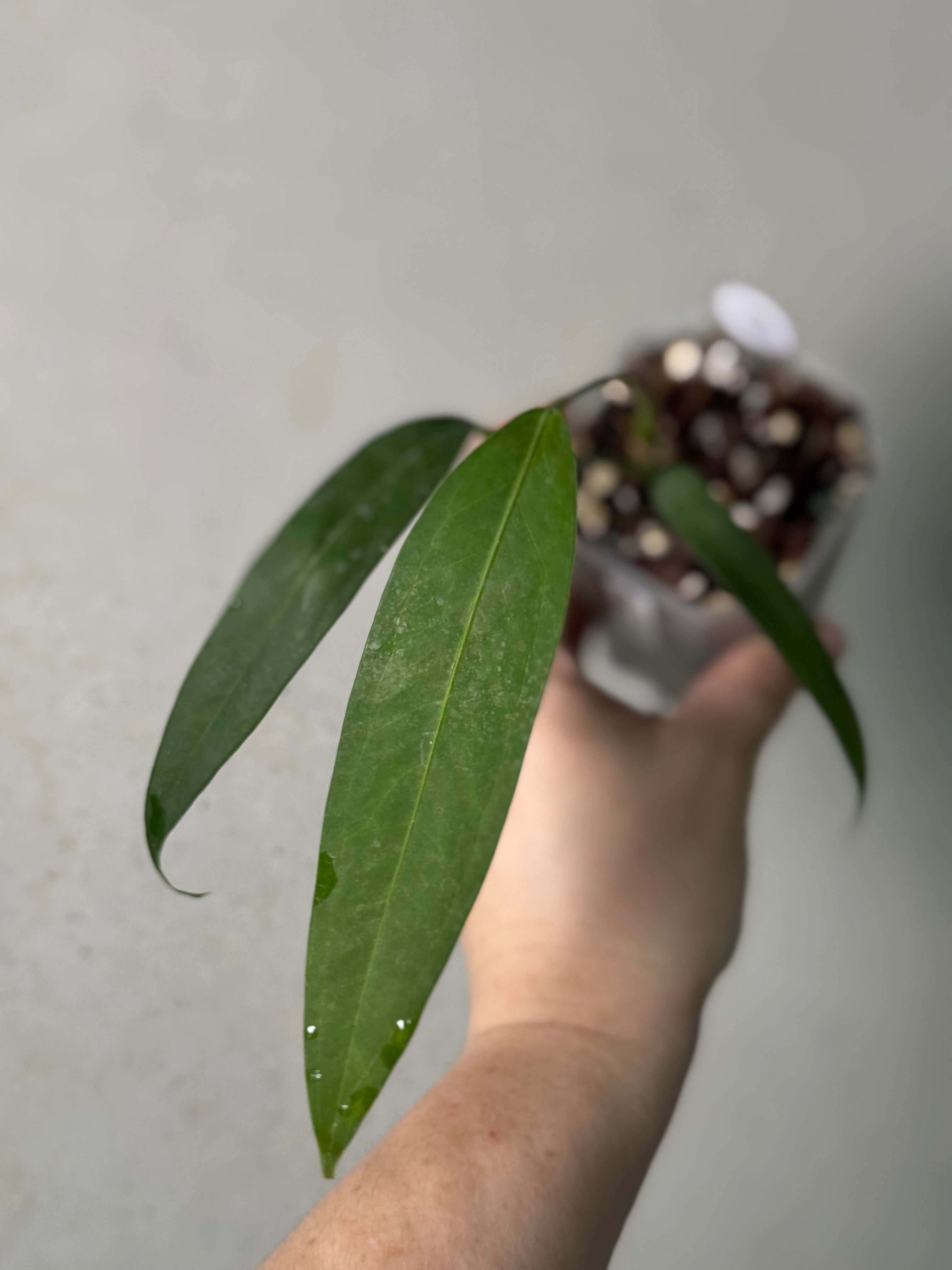 Anthurium Eminens S1