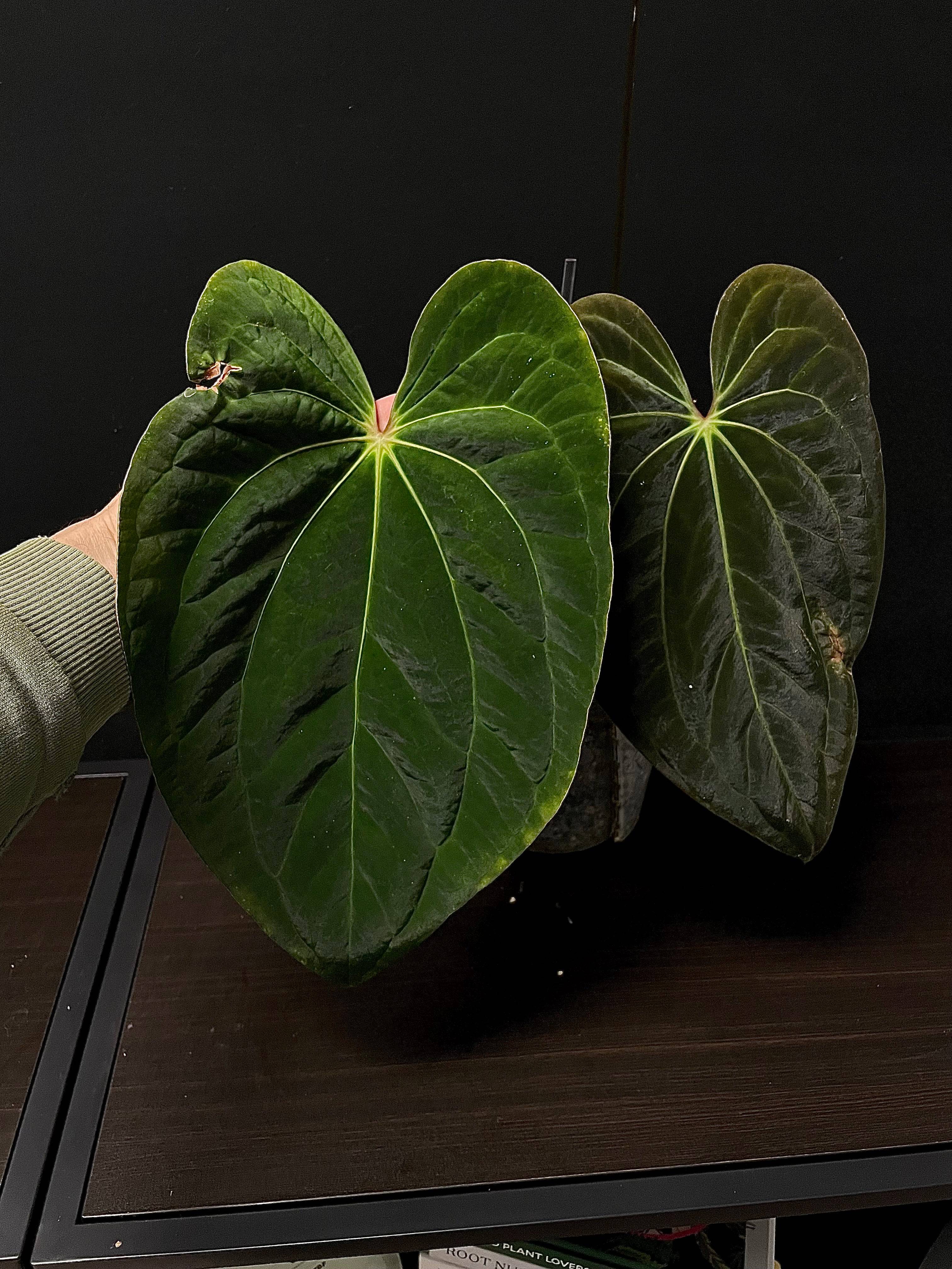Anthurium (Blue Papillilaminum x Forgetii) x (Papillilaminum XOne x XOne) - SMUKHI