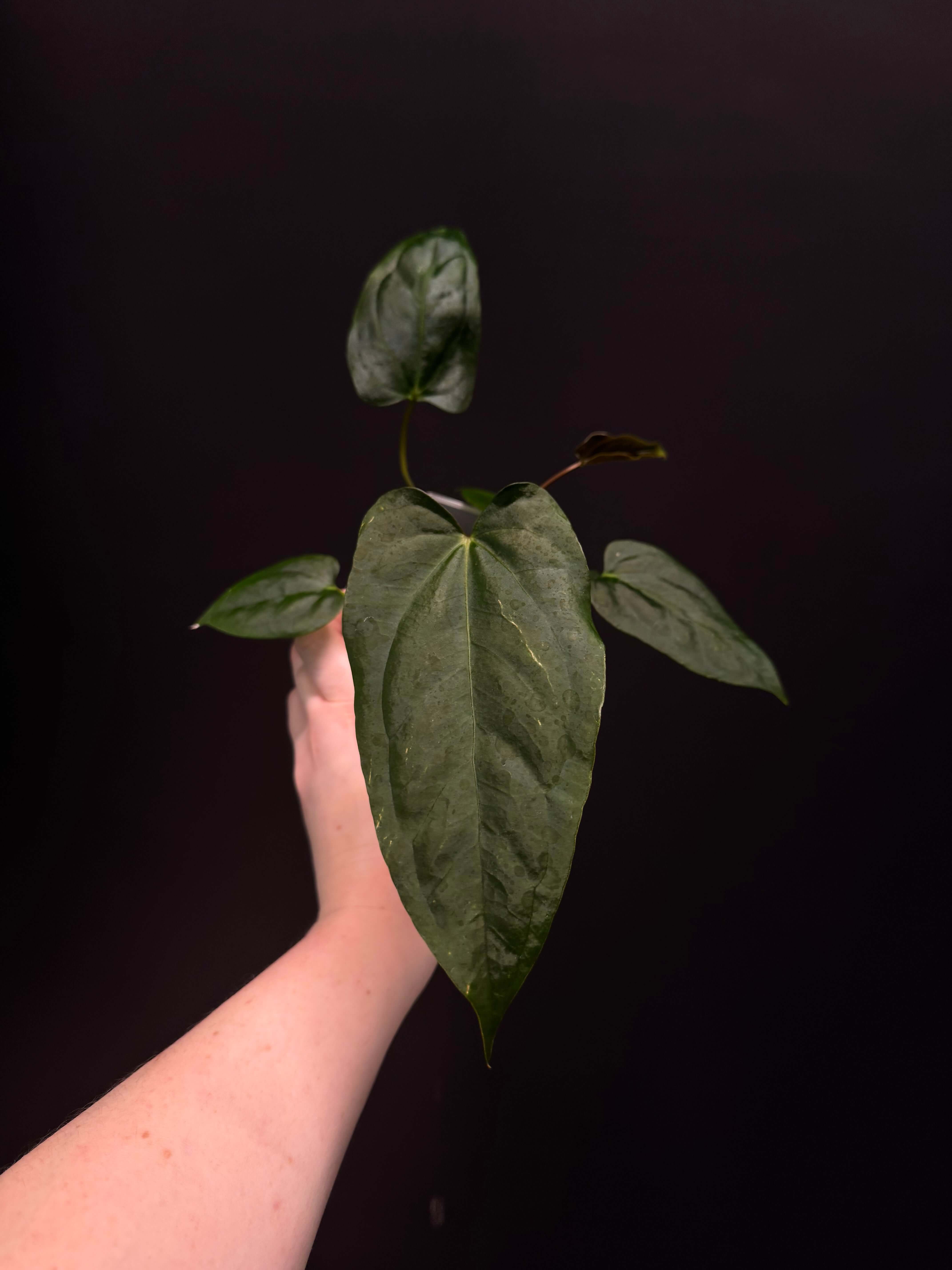 Anthurium (Subsignatum x Papillilaminum 'Marie') x FSxRL (M) - SMUKHI