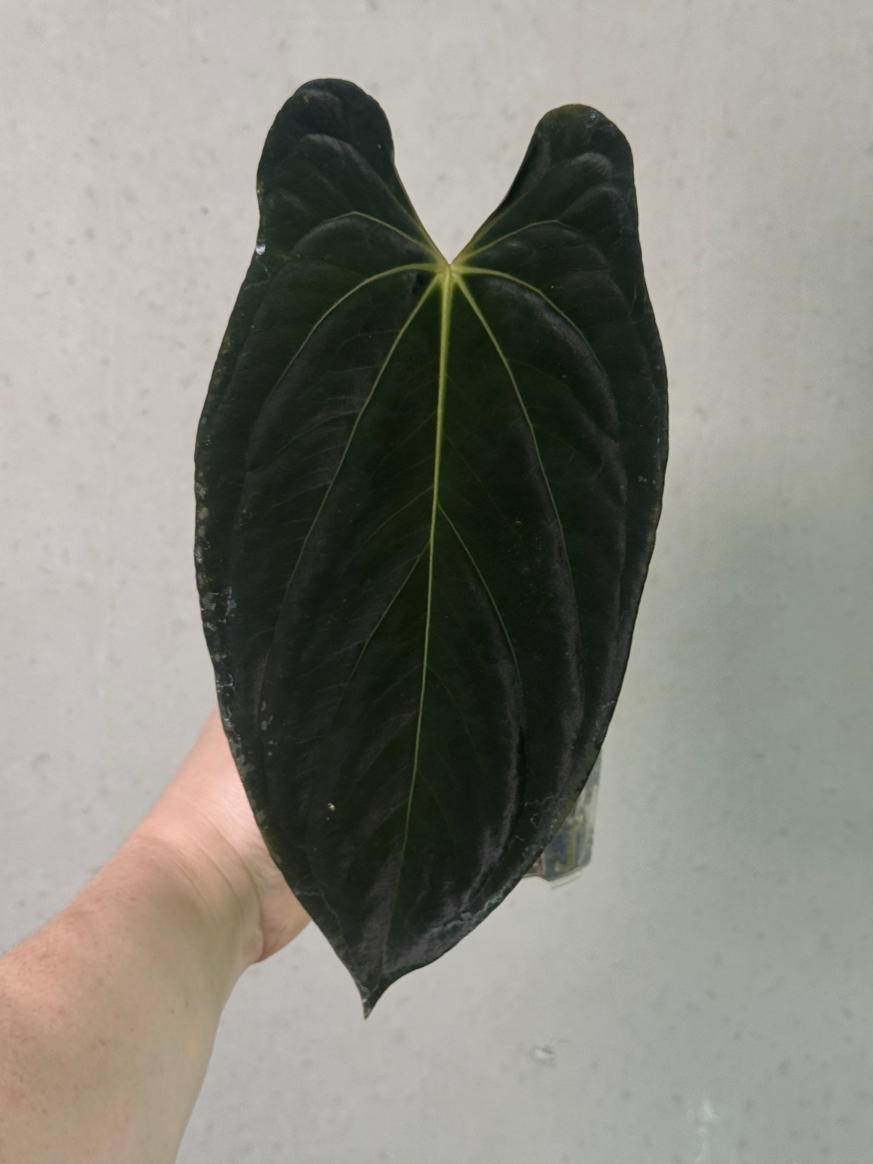 Anthurium Fort Sherman x RVDP plant clone by SMUKHI, featuring vibrant green leaves and a healthy, lush appearance.