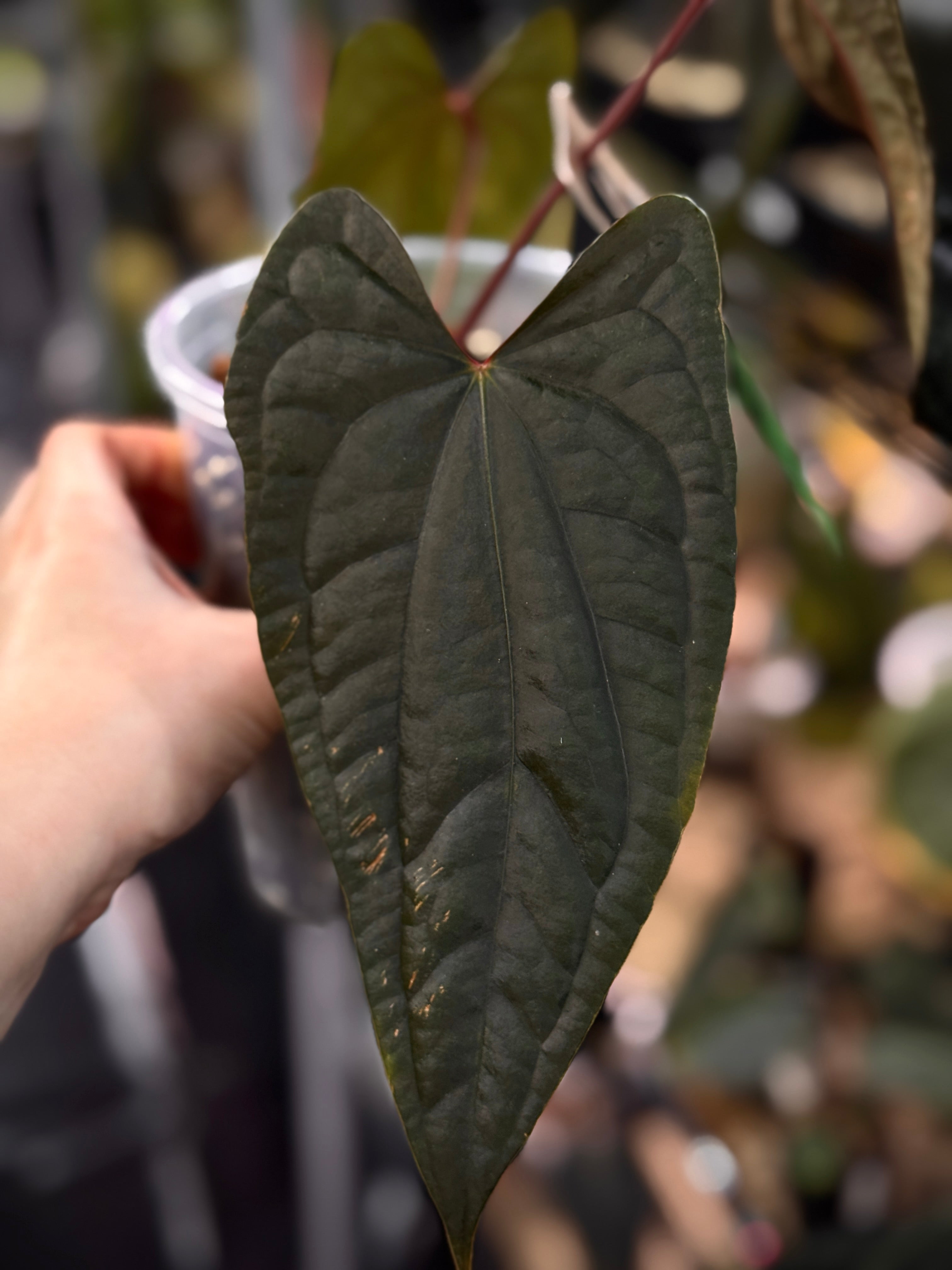 Anthurium FSxRL 'Grim Reaper' x Luxurians 'Black Noir' - Clone