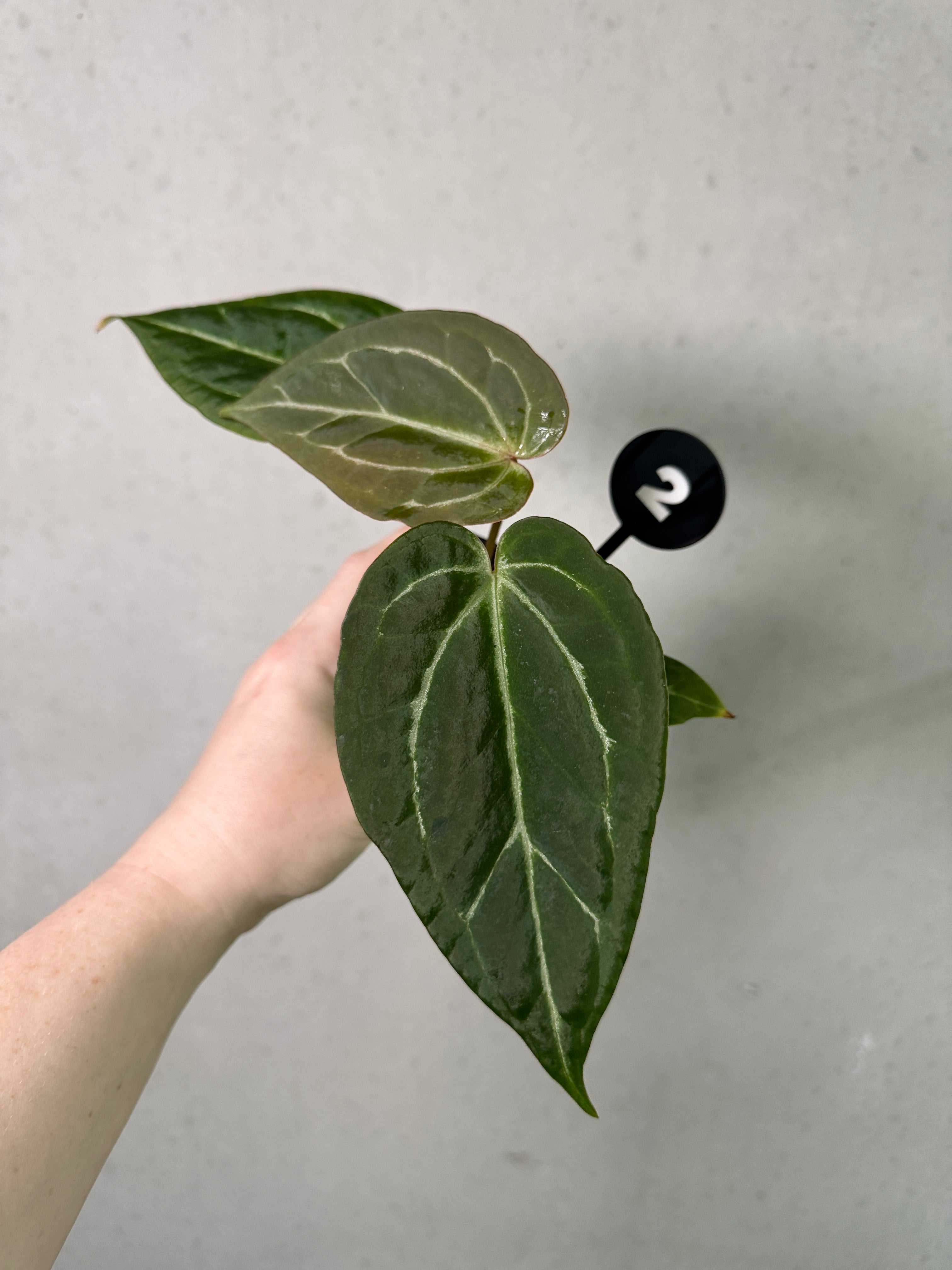 Granthuriums Anthurium Tim Anderson 'Stripey' plant with lush green leaves featuring distinctive white stripes, indoor tropical houseplant.