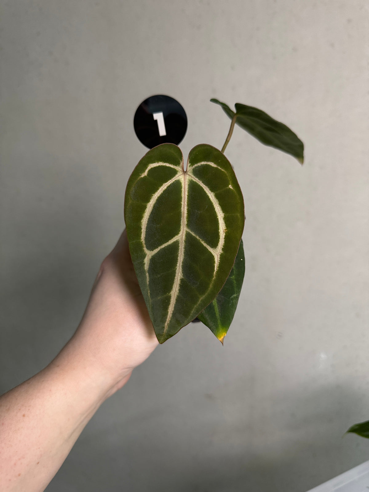 Crystallinaminum Anthurium Carlablackiae ex WU x RA10 plant with dark, glossy leaves and vibrant spathes, healthy and well-grown.