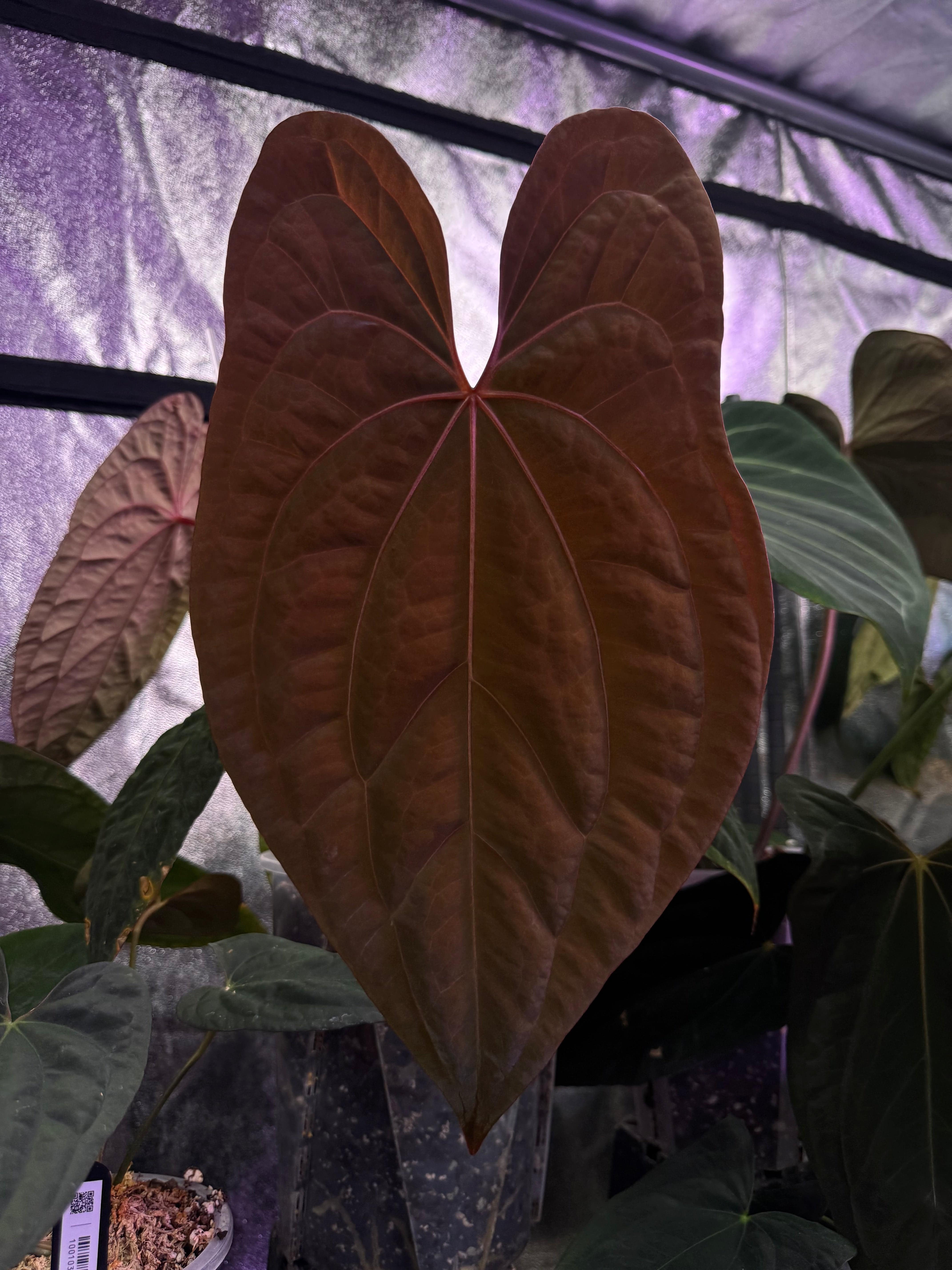 NFS: Anthurium Red Vein Dark Phoenix #2 - SMUKHI