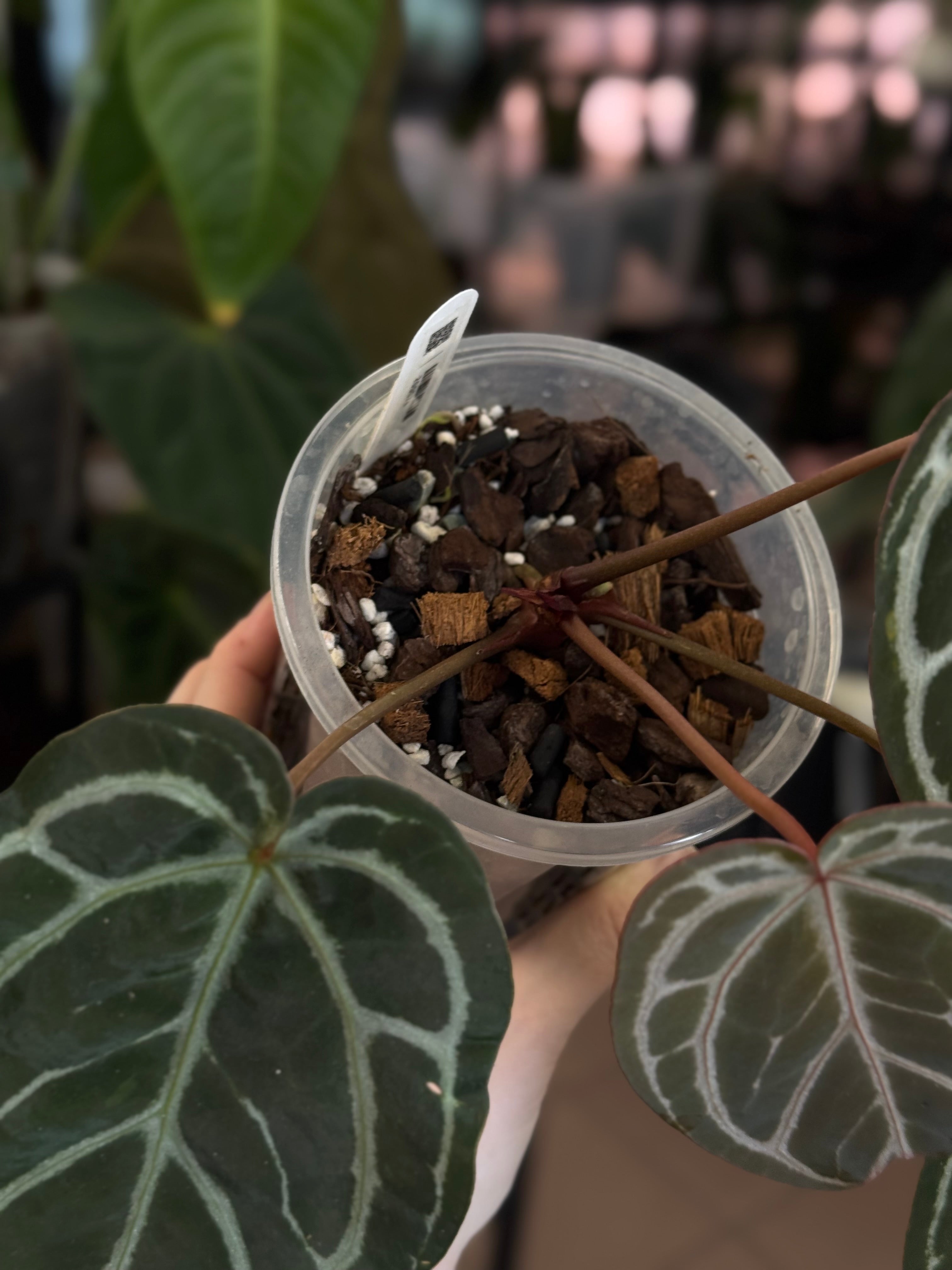 Anthurium Red Crystallinum x self - SMUKHI