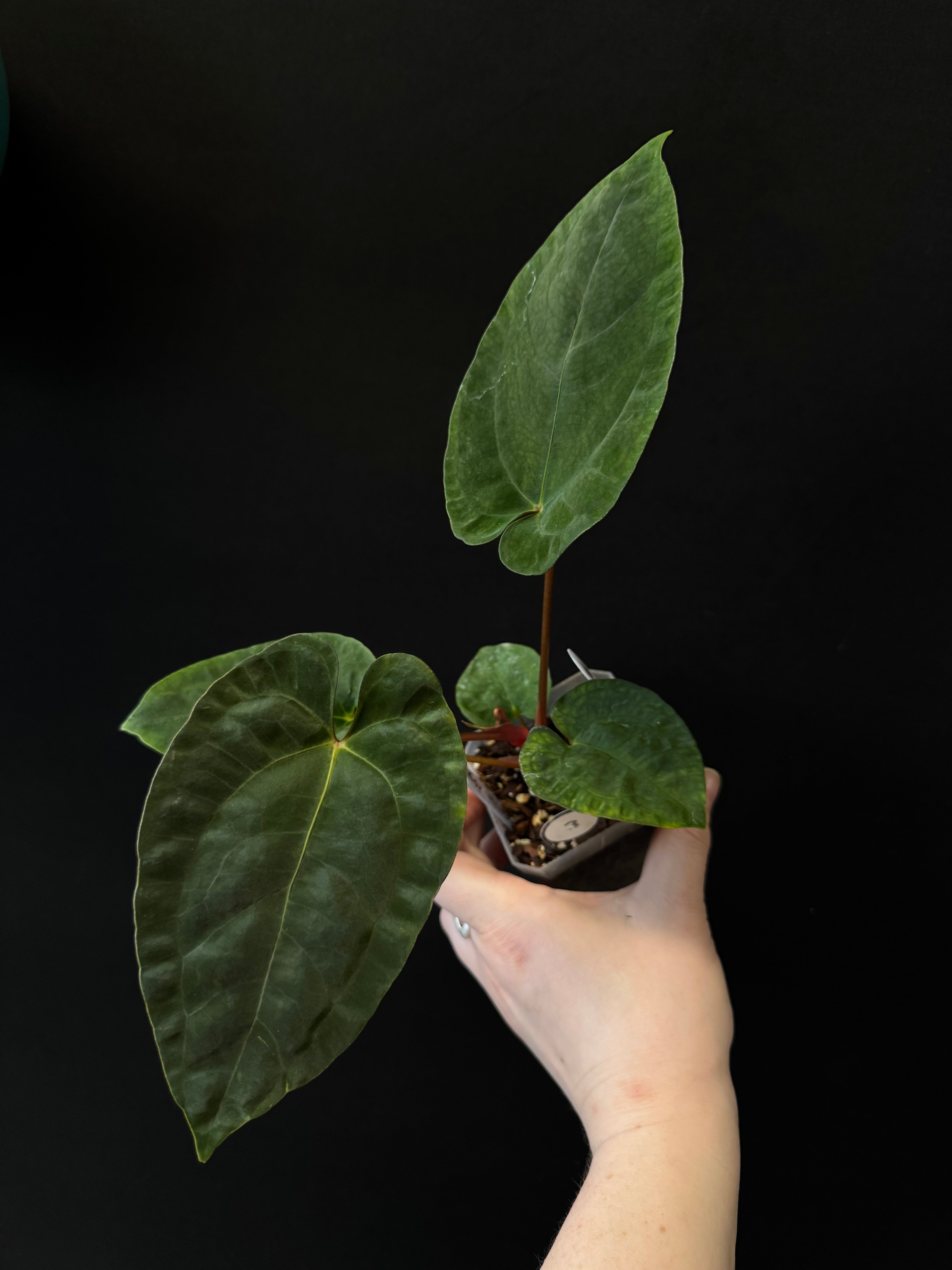 Anthurium RLxFS x NSE Papillilaminum