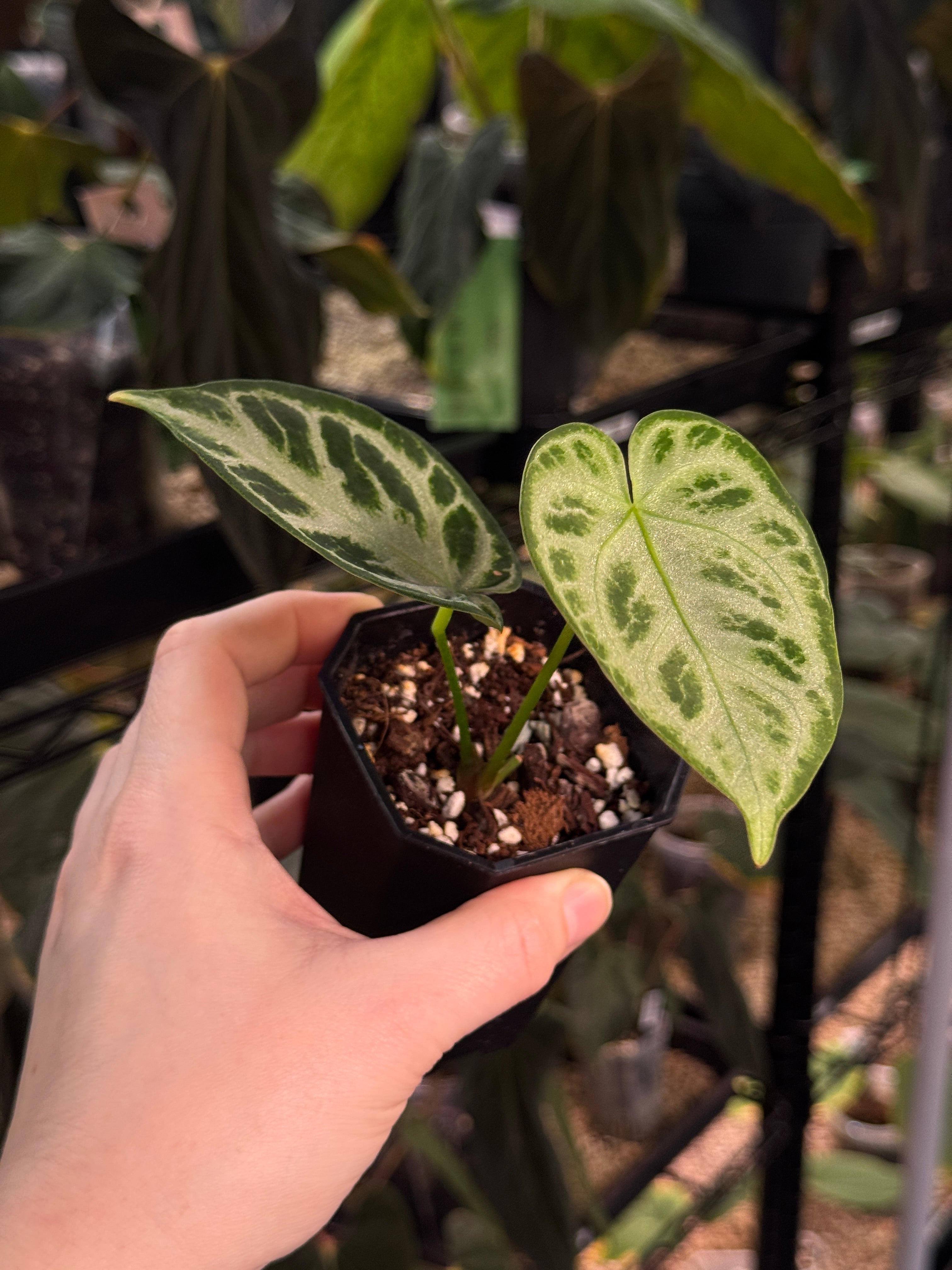 Anthurium 'Silver Blush'