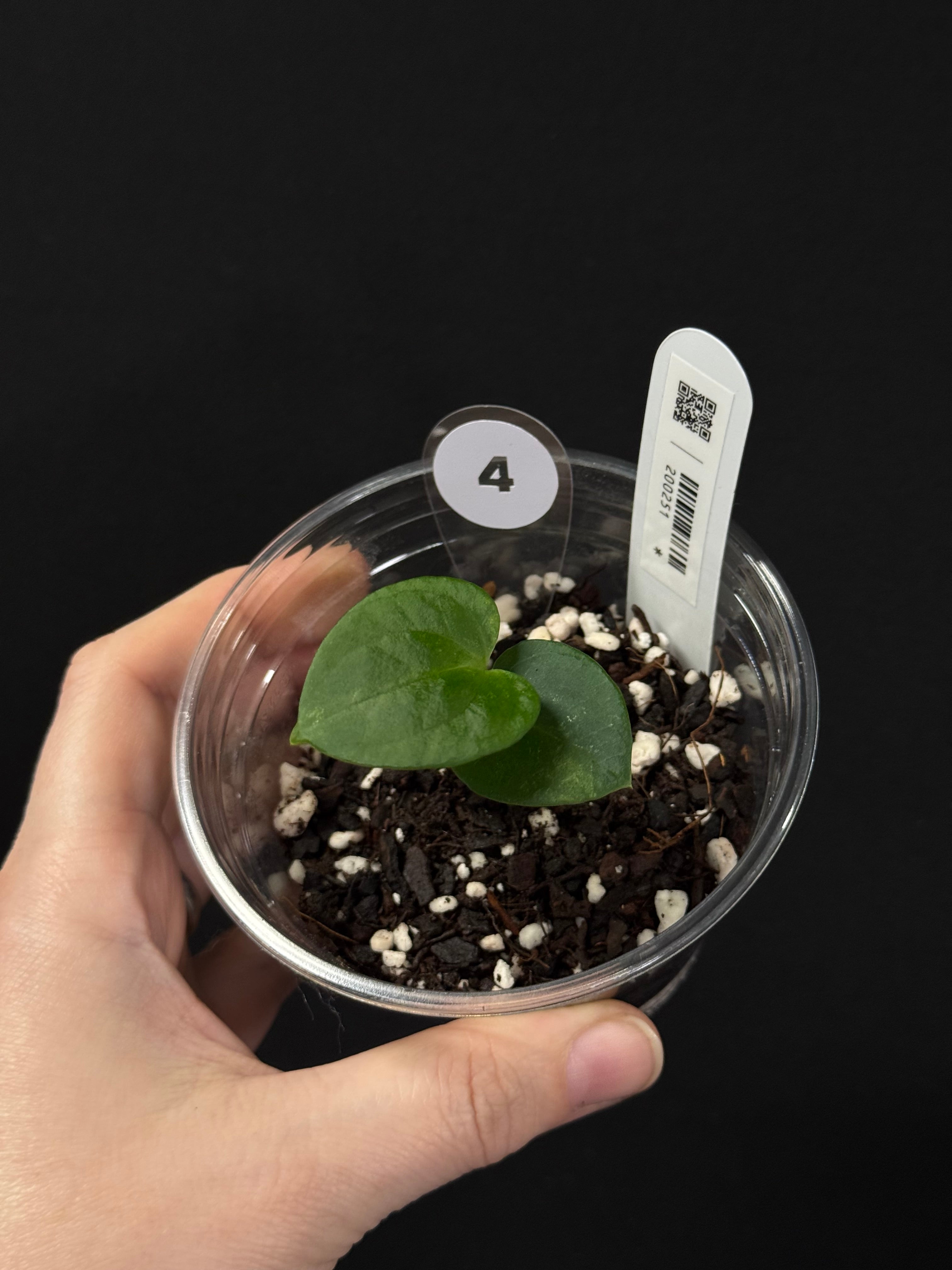 Anthurium Dark Phoenix x self