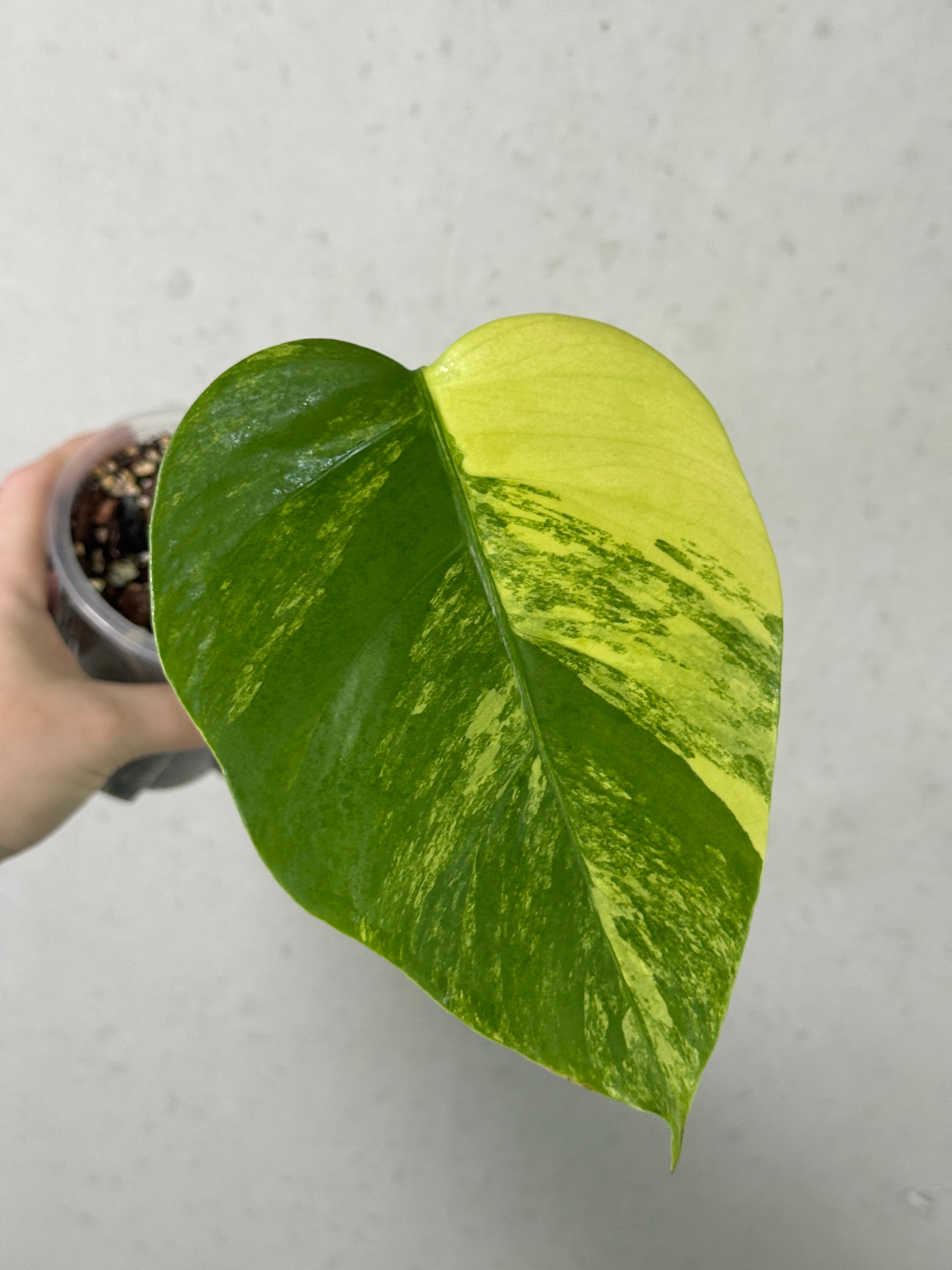 Variegated Monstera Deliciosa Aurea plant clone by SMUKHI, showcasing large green leaves with yellow and white variegation.