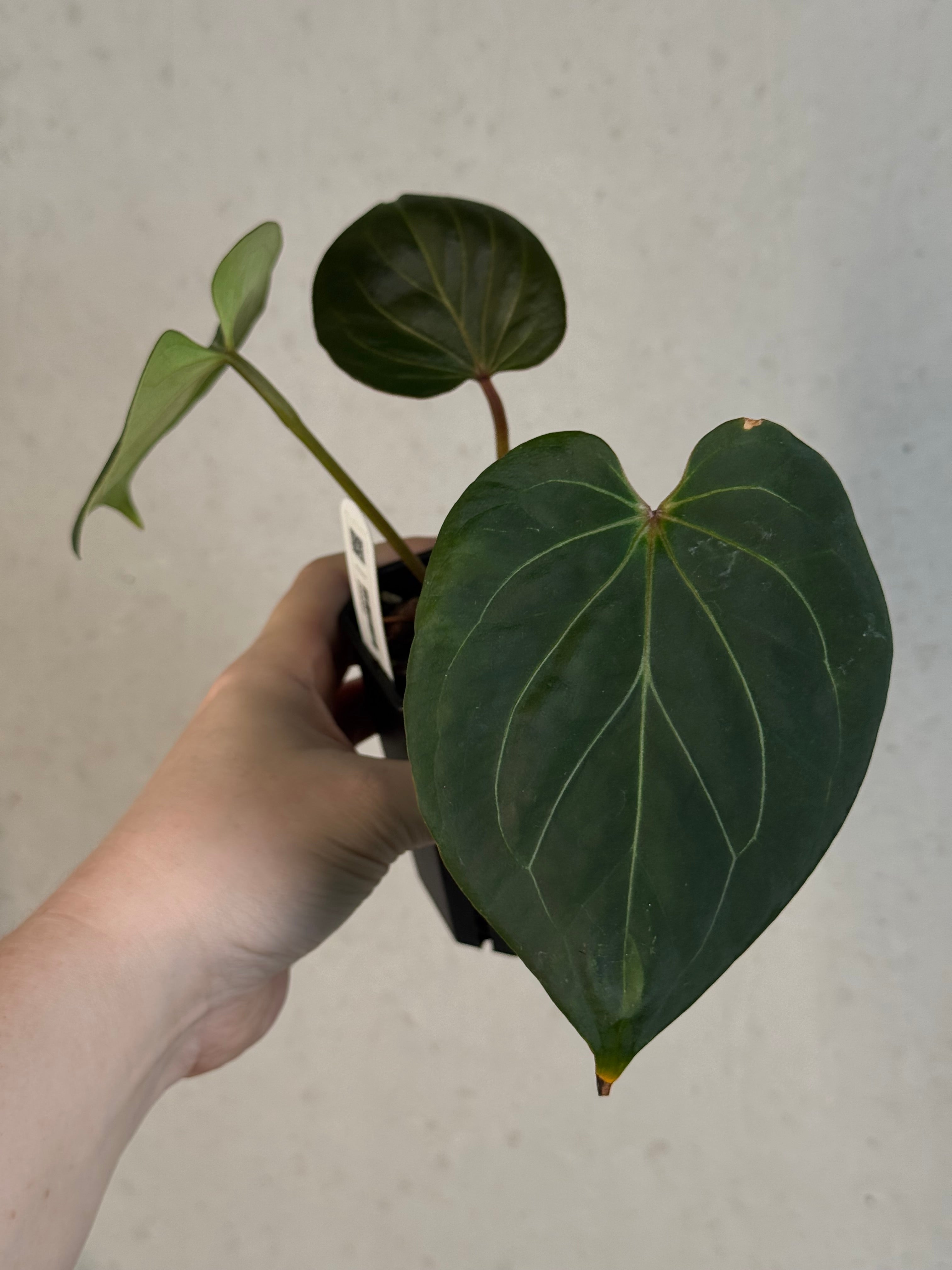 Anthurium HU (King Of Spades / HU