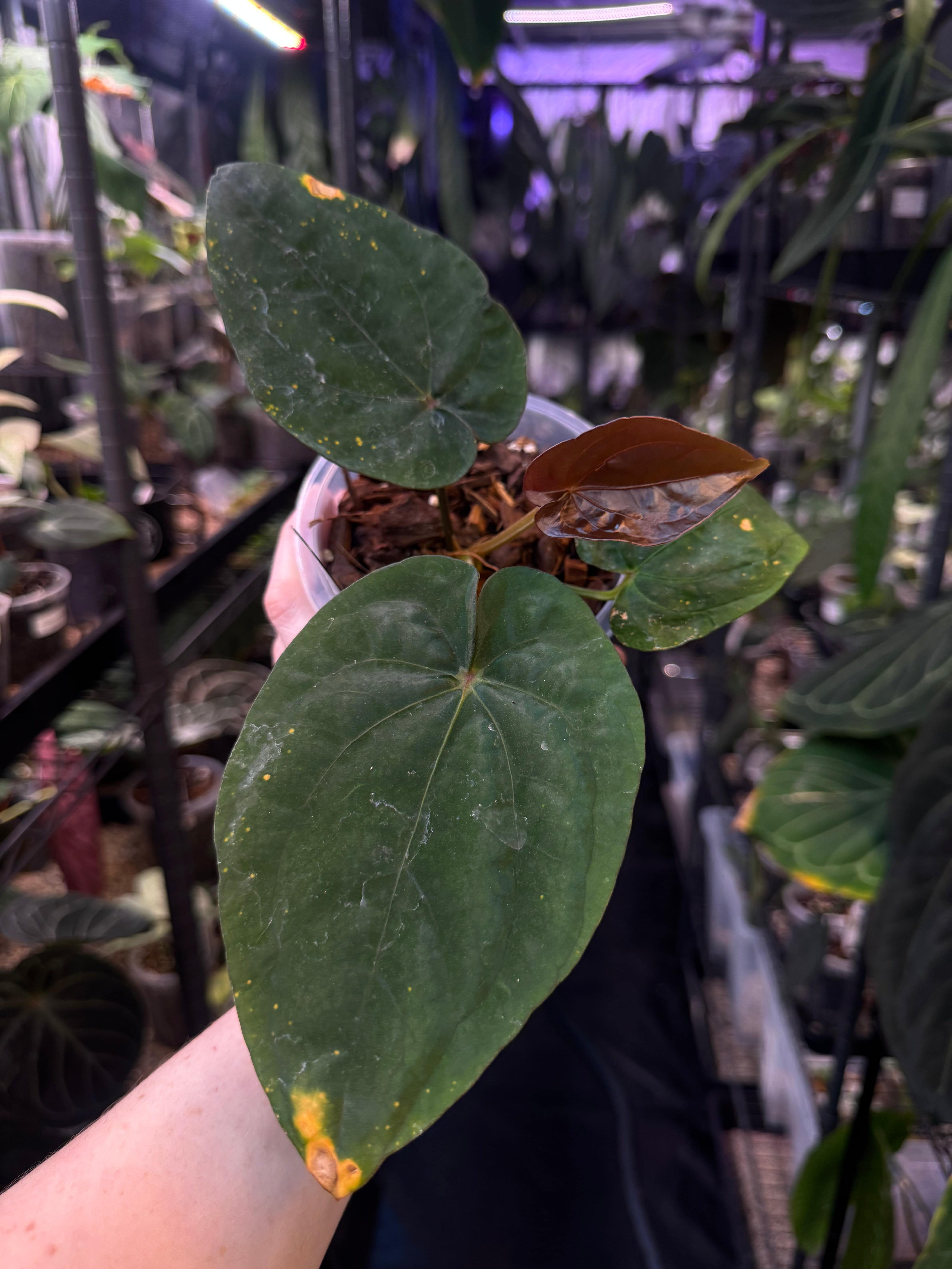 NFS: Anthurium Dressleri RG F2 x Dark - SMUKHI